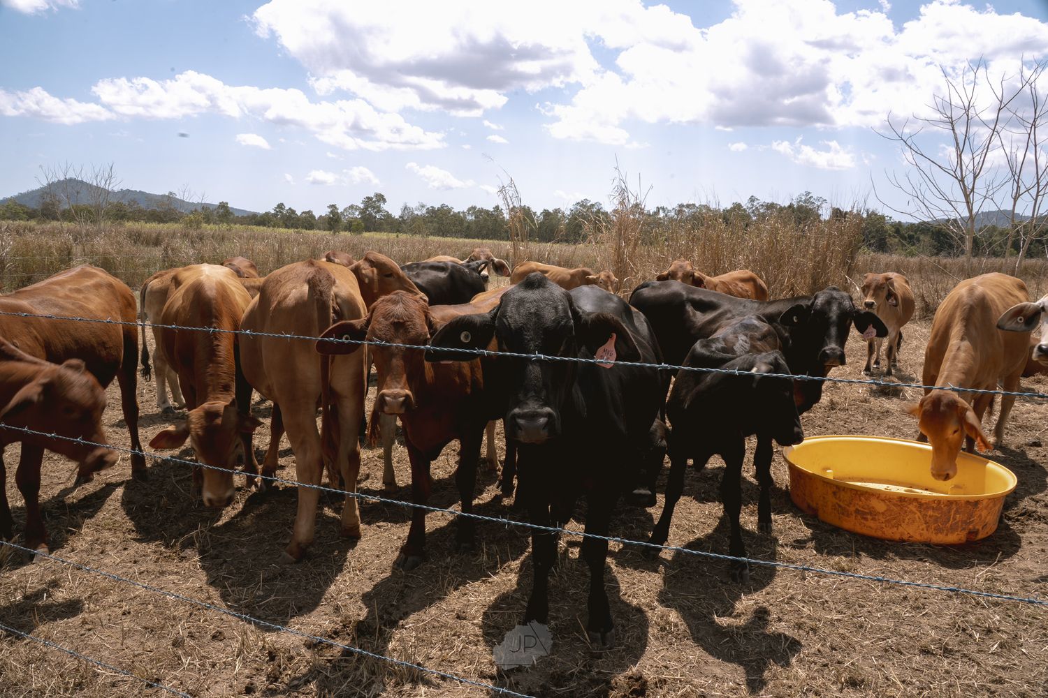 A herd of cattle gathered around a yellow water trough on a sunny day with blue skies and scattered clouds.