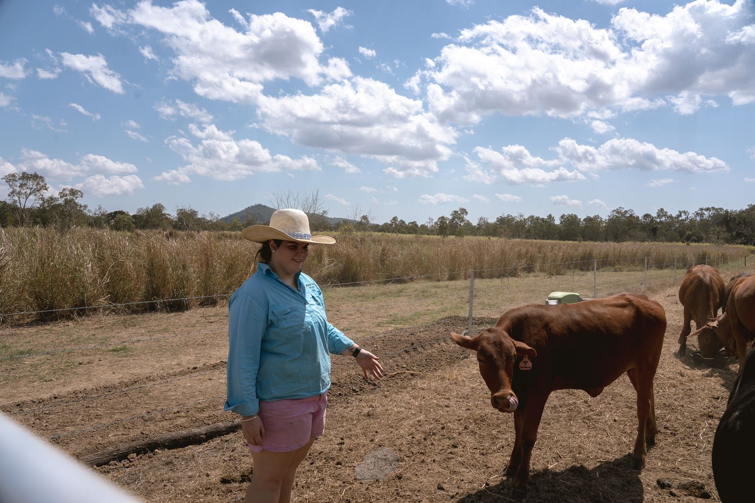 A panoramic view of horses and handlers in a dusty field with scattered trees and white clouds overhead.