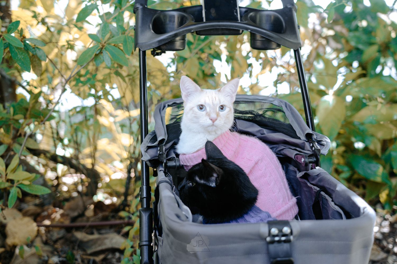 Two cats, one black and one white, sit together in a pet stroller wearing pink outfits while outdoors.