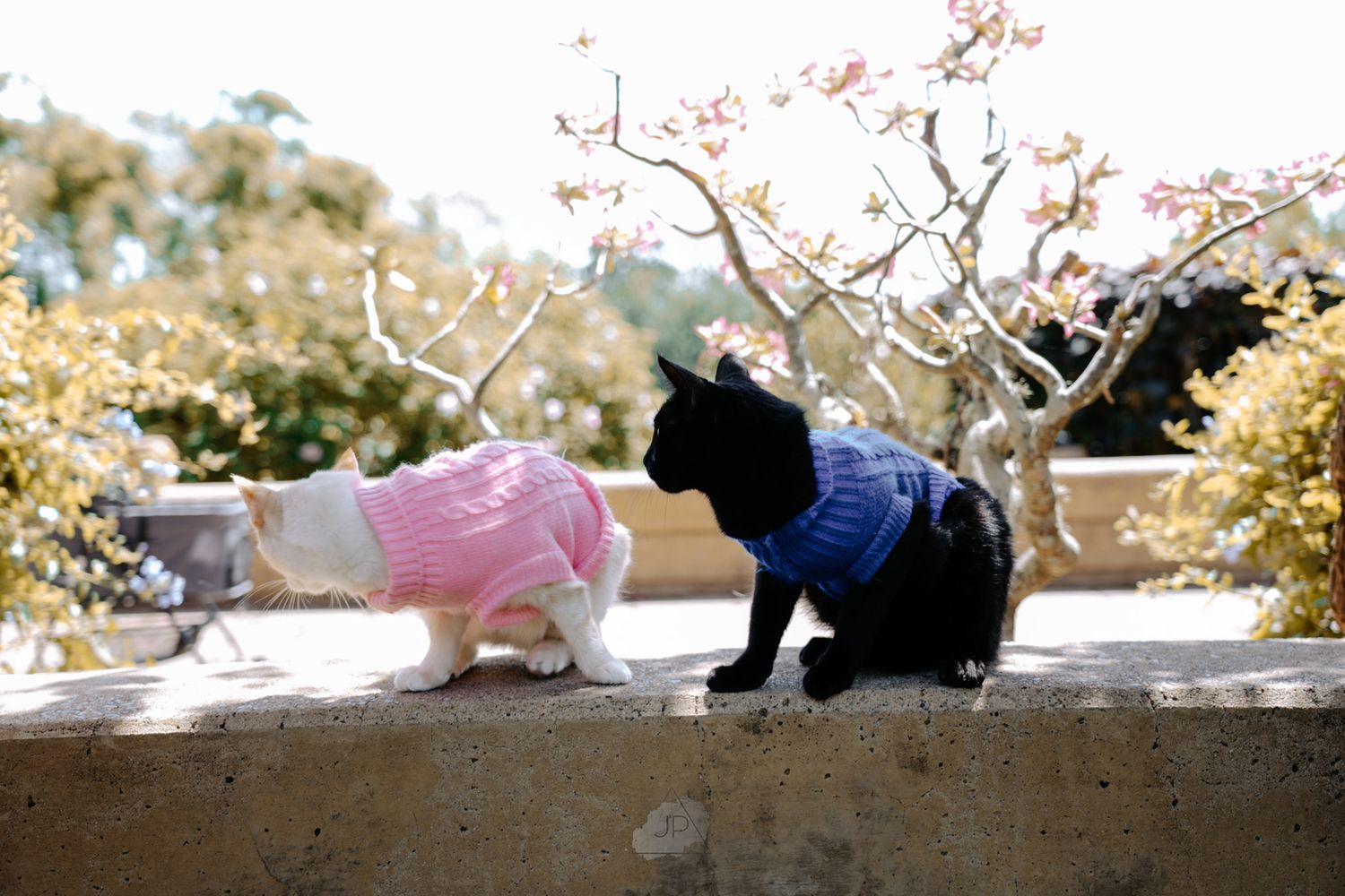 A collection of cats lounging on a ledge beneath blooming cherry blossom branches in springtime.