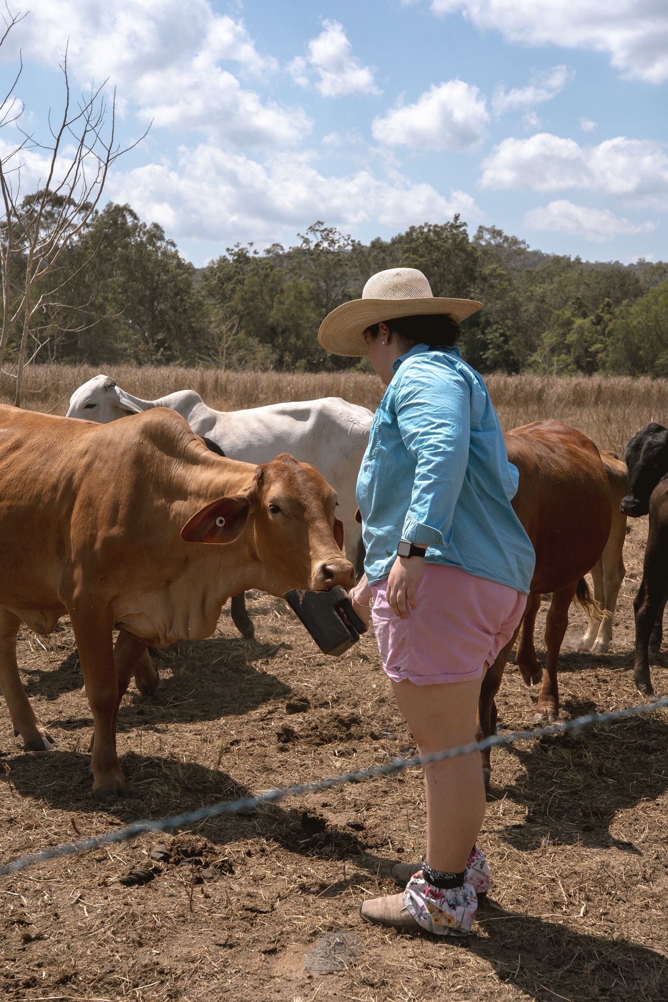 A person in a blue shirt and cowboy hat tends to brown horses in a dry field on a sunny day.