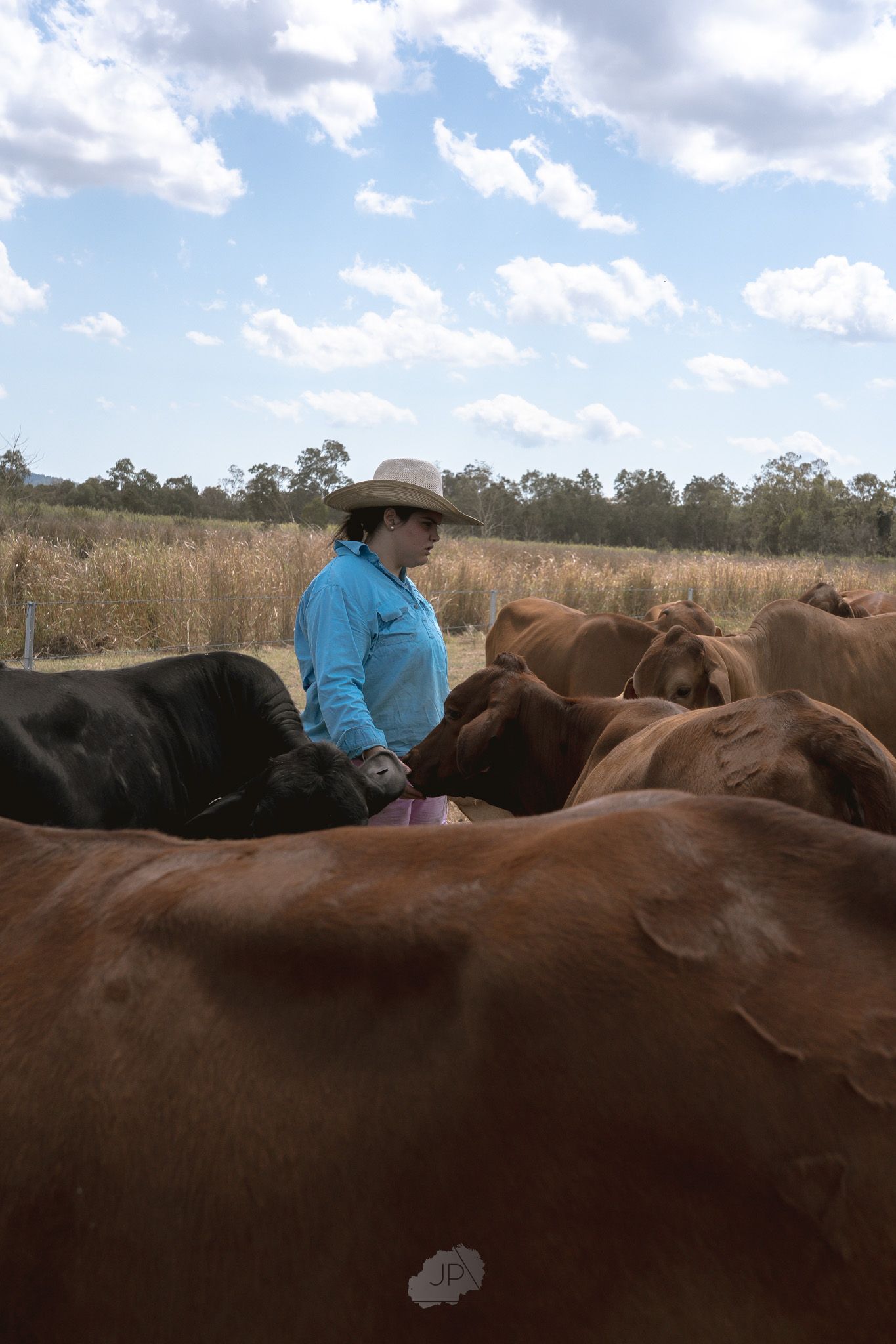 A rancher in blue jacket and cowboy hat works among a herd of brown and black cattle in a rural field.