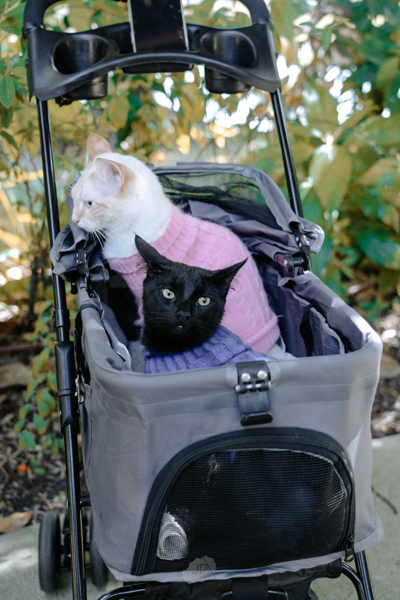 A black cat wearing a pink sweater sits comfortably in a gray stroller across multiple views.