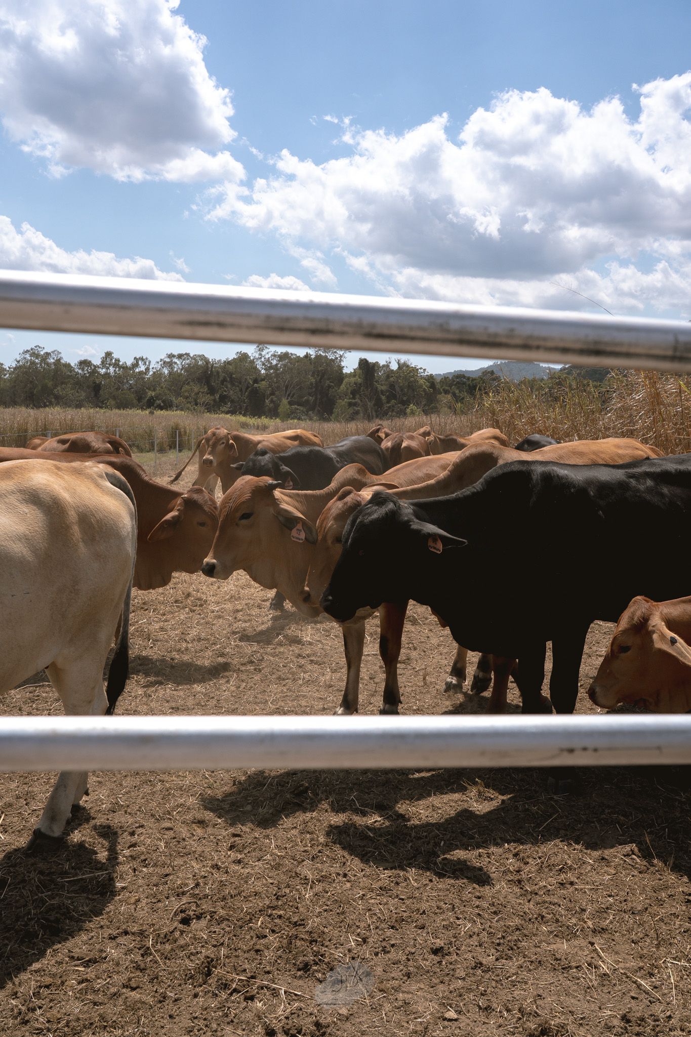 Cattle gather around a long water trough on dry dusty land under a partly cloudy sky.
