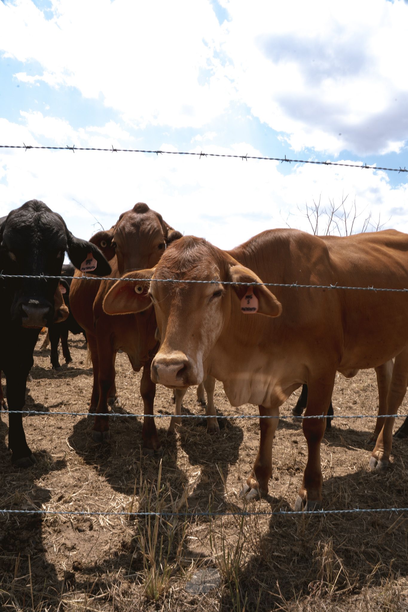 Brown cows stand in a line behind a barbed wire fence on dry grassland under a cloudy sky.