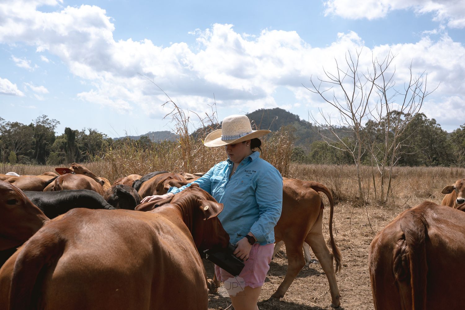 A group of cattle ranchers work together to corral and manage their herd in a dusty rural landscape.