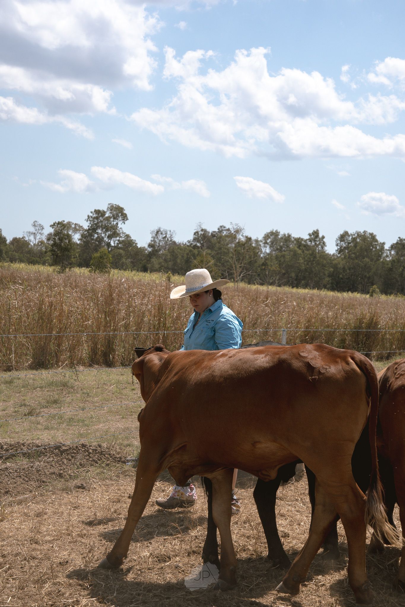 Several brown horses stand together in a dusty pasture while someone in blue clothing provides care.