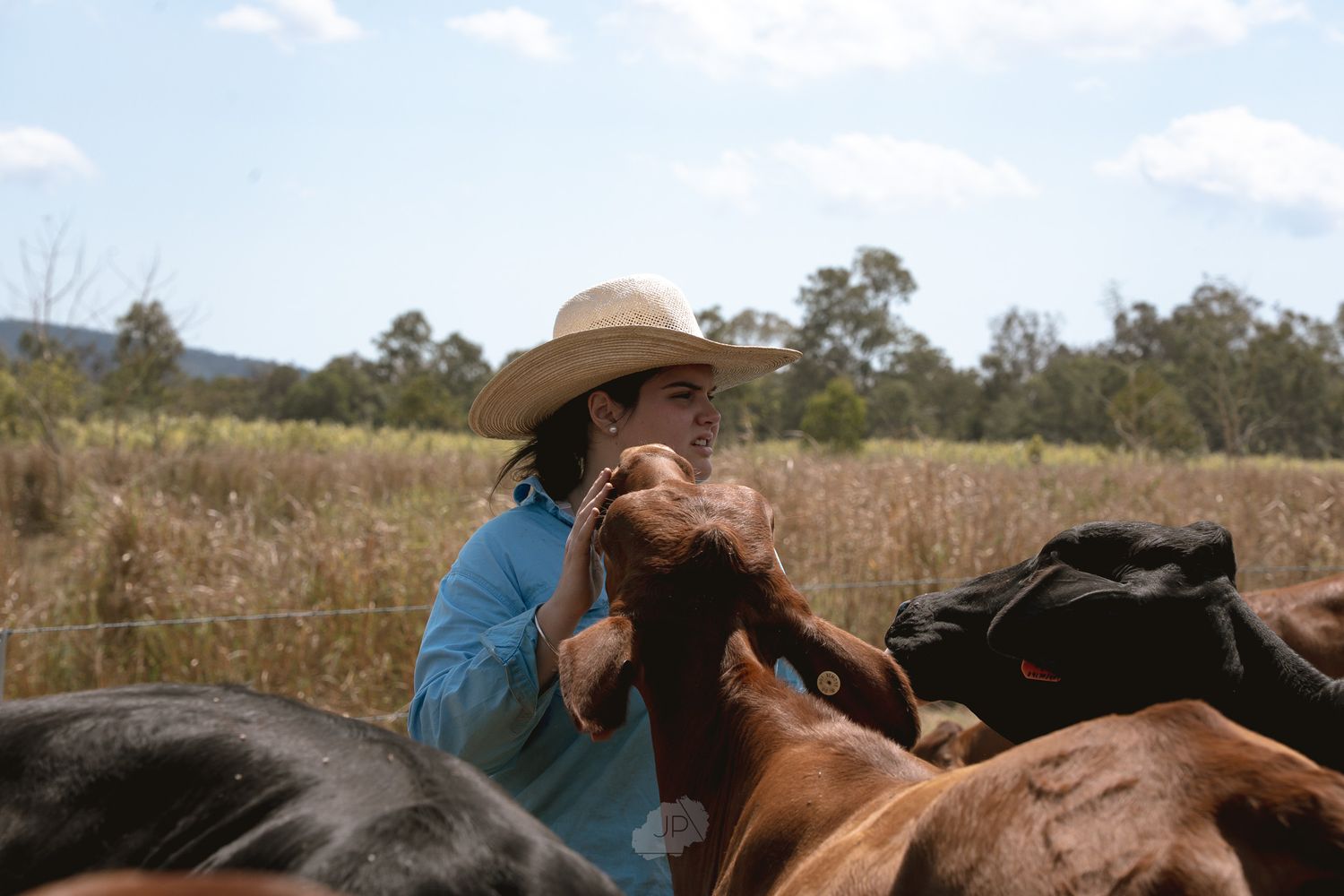 A rancher in a cowboy hat and blue shirt works with horses in a rural field on a sunny day.