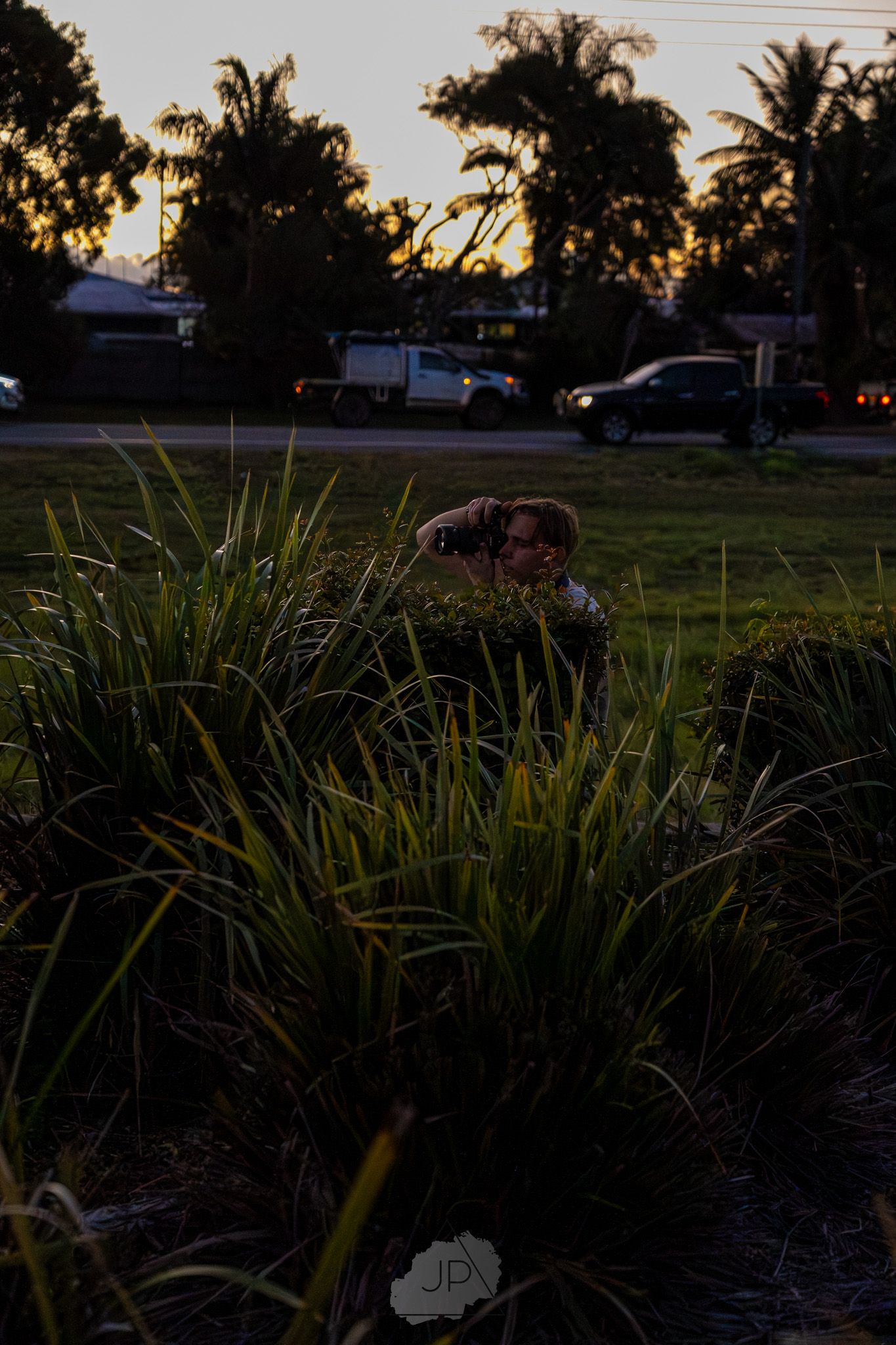 Silhouetted figure in a hat peers through tall ornamental grasses at dusk with palm trees in the background.