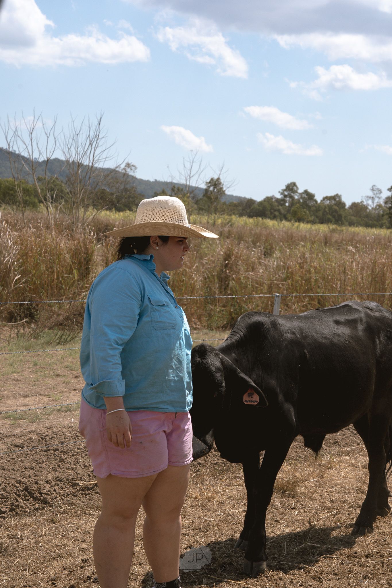 A person in pink shorts and blue shirt stands near black cattle in a rural pasture under partly cloudy skies.