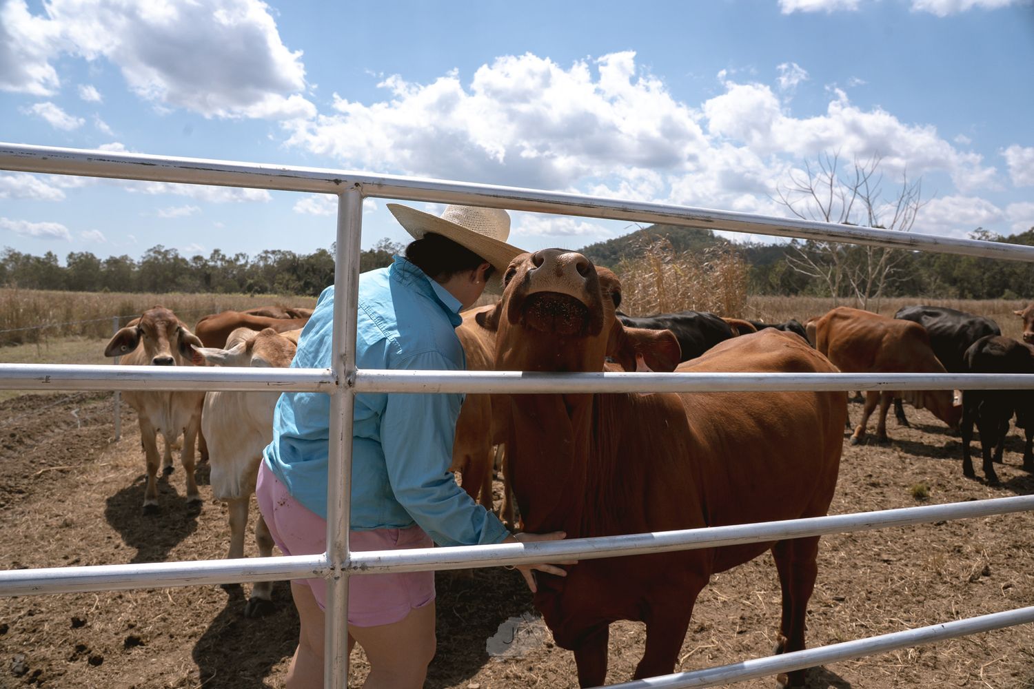 Horses gather at a metal fence in a dry desert landscape under a bright blue sky with white clouds.