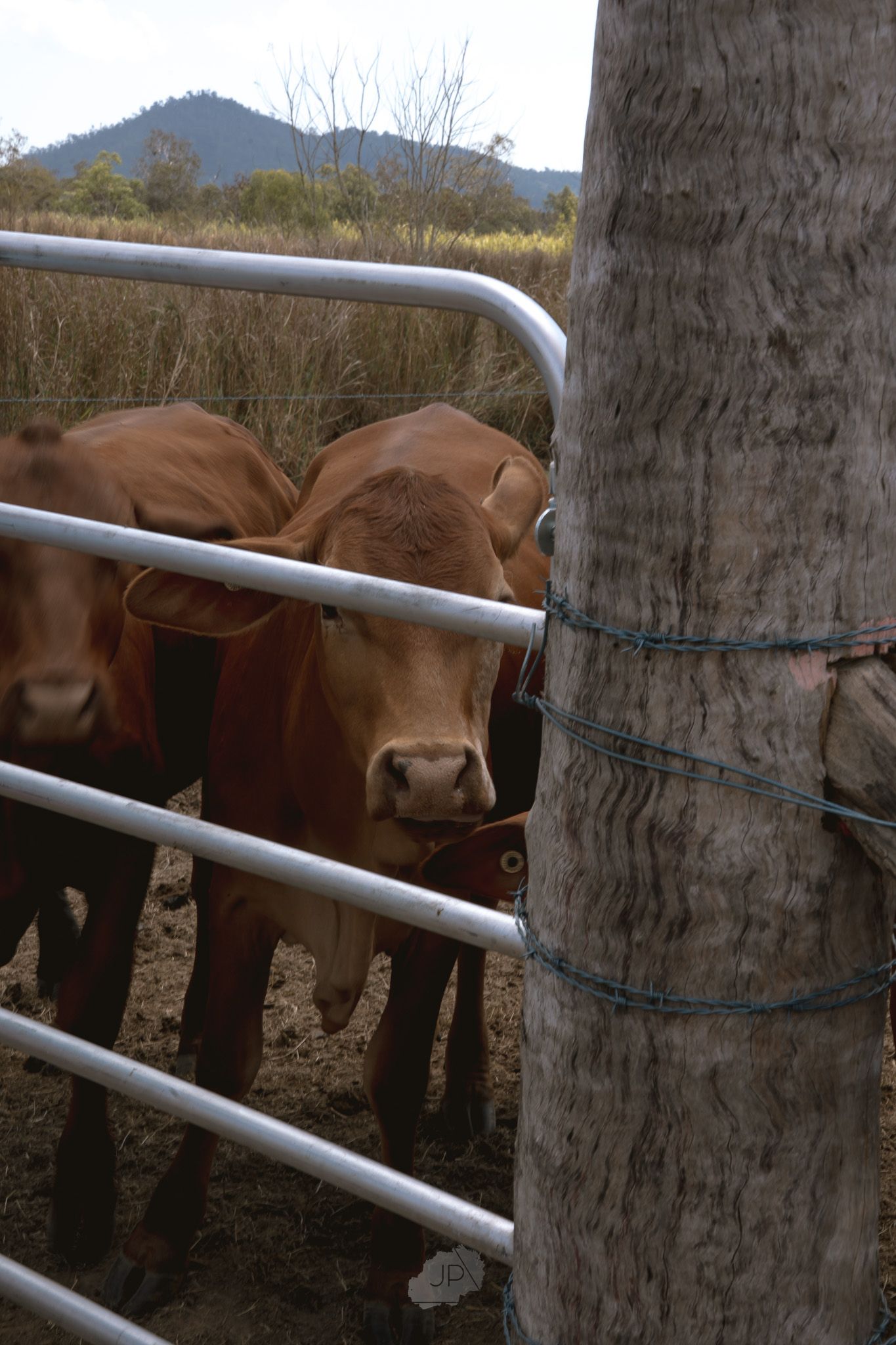 Brown cattle peer through metal gate bars near a palm tree trunk with mountains visible in the background.