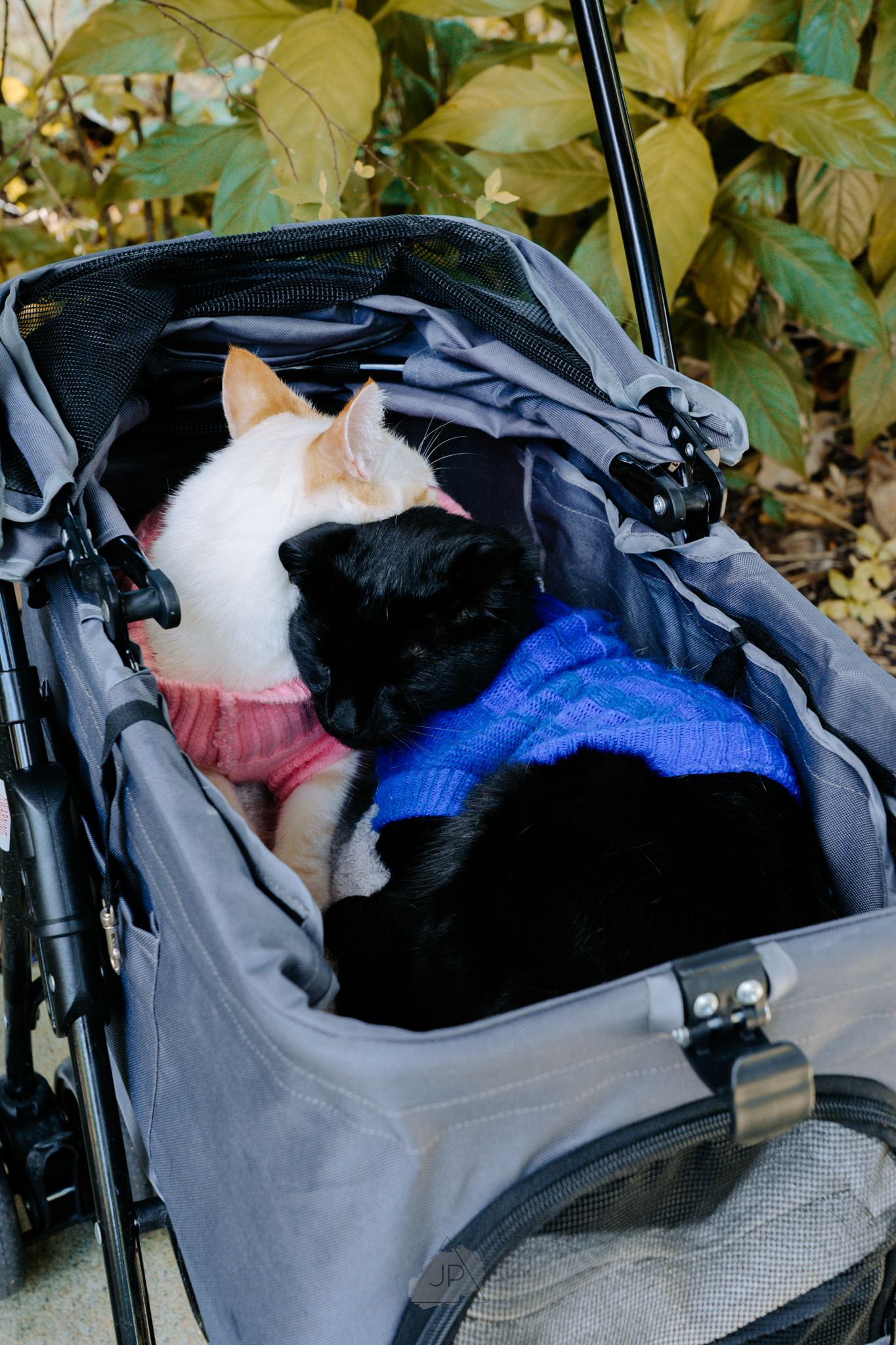 Two cats snuggled together sleeping in a gray pet carrier with a blue blanket visible.
