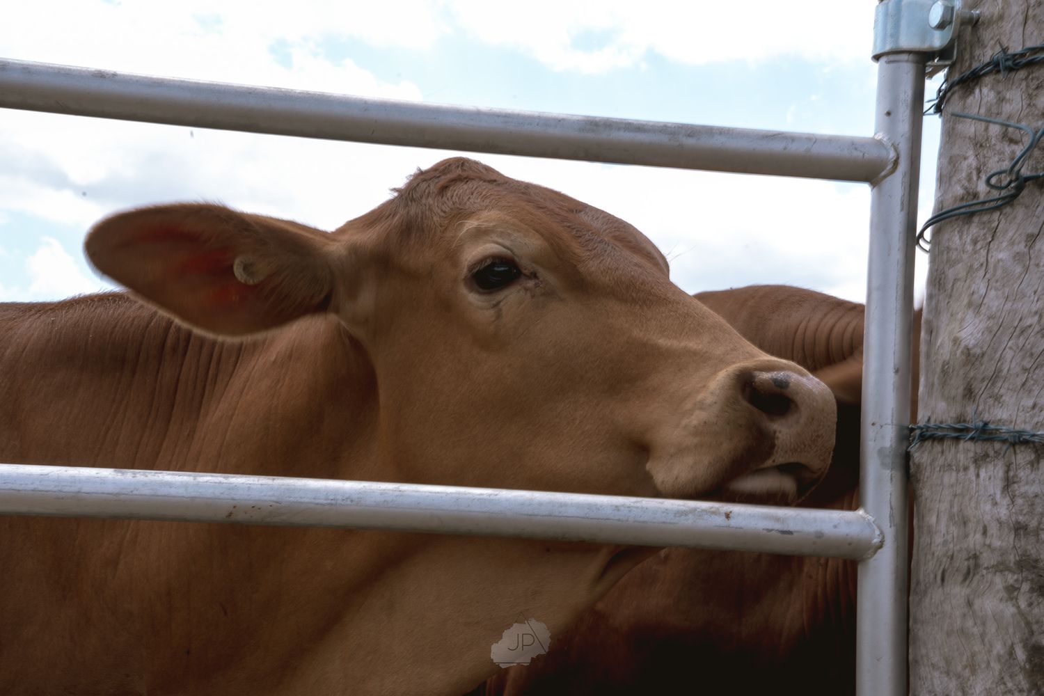 A brown calf peers through metal bars of a livestock pen, showing a close-up view of its curious face.