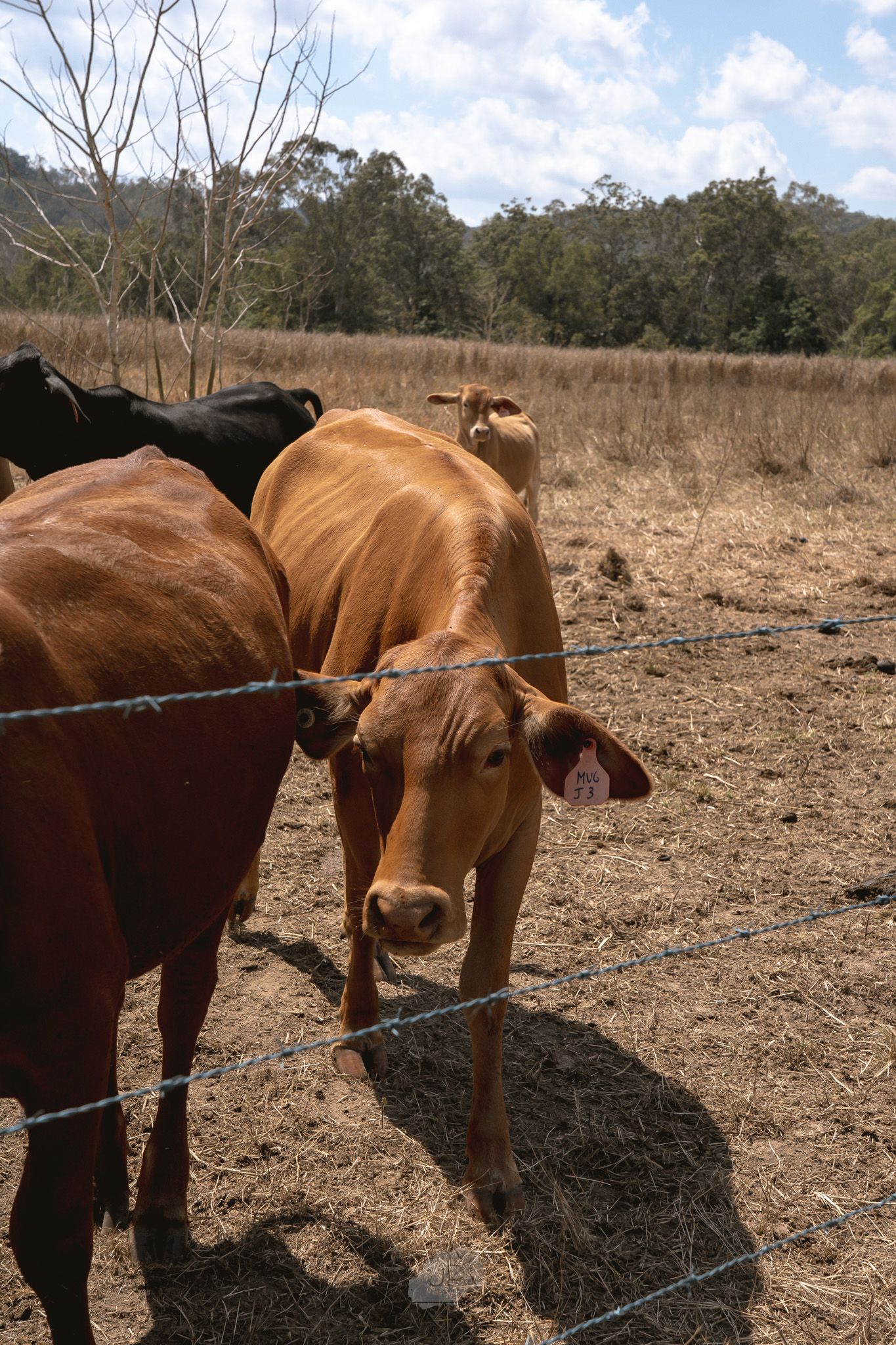 Brown and black cattle stand behind a barbed wire fence in a dry pasture with eucalyptus trees in the background.