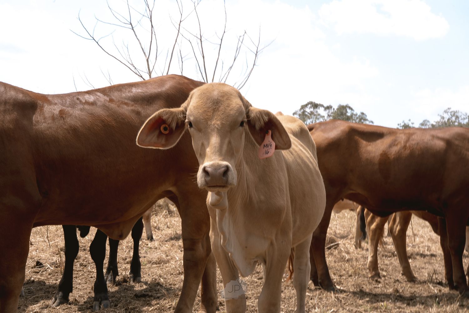 A light brown calf stands among a herd of cattle in a rural pasture setting during a sunny day.