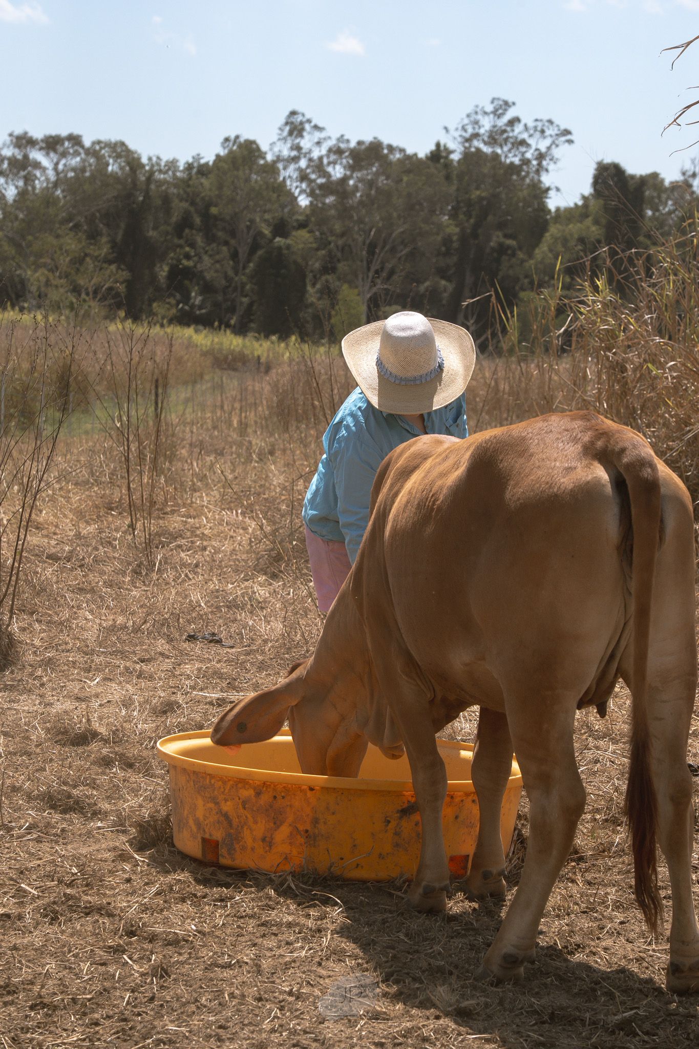 Brown horses drink water from orange troughs in a dry field on a sunny day.