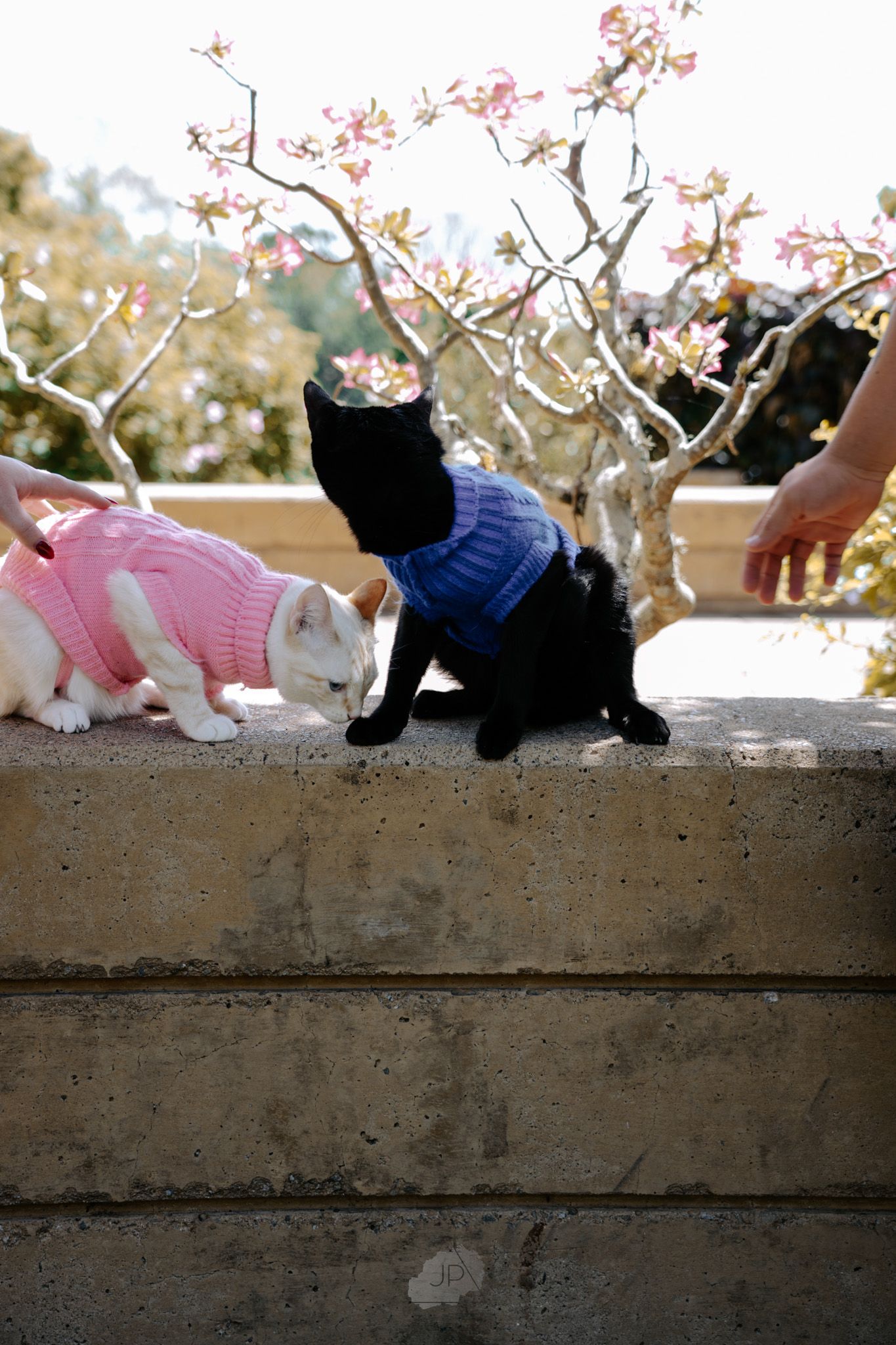 Small cats in pink and blue sweaters sit along a concrete wall beneath delicate cherry blossoms in springtime.