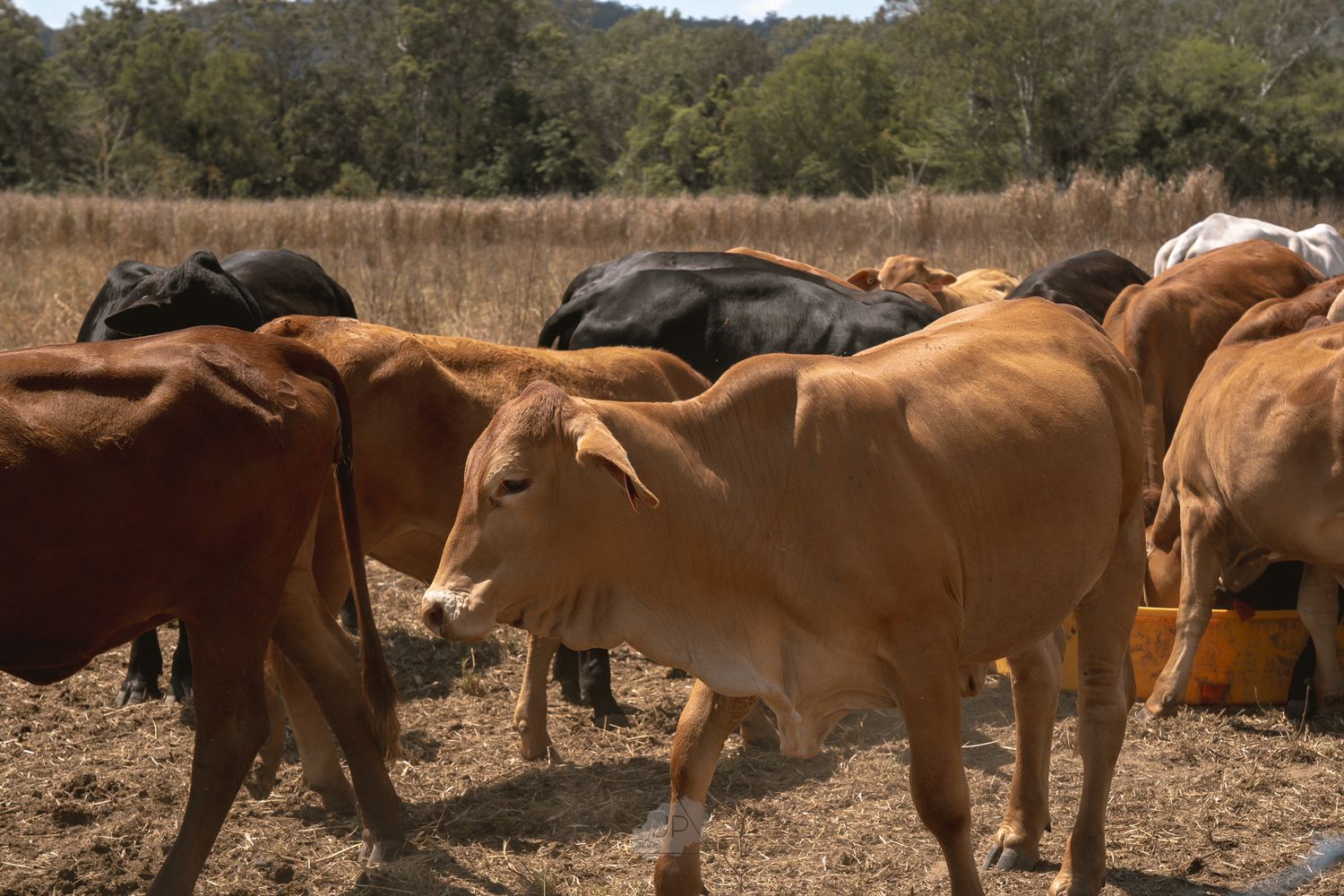 A herd of brown and black cattle grazing together in a dry pasture with wooded hills in the background.