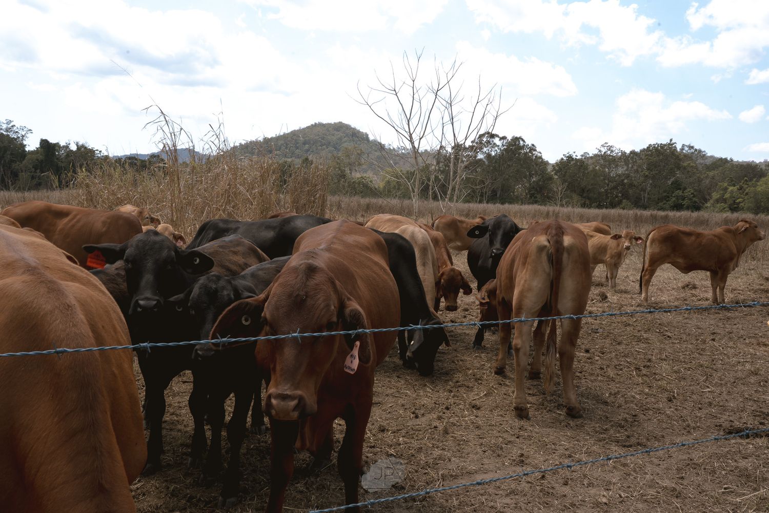 A group of brown horses grazing in a dry pasture with mountains visible in the background.
