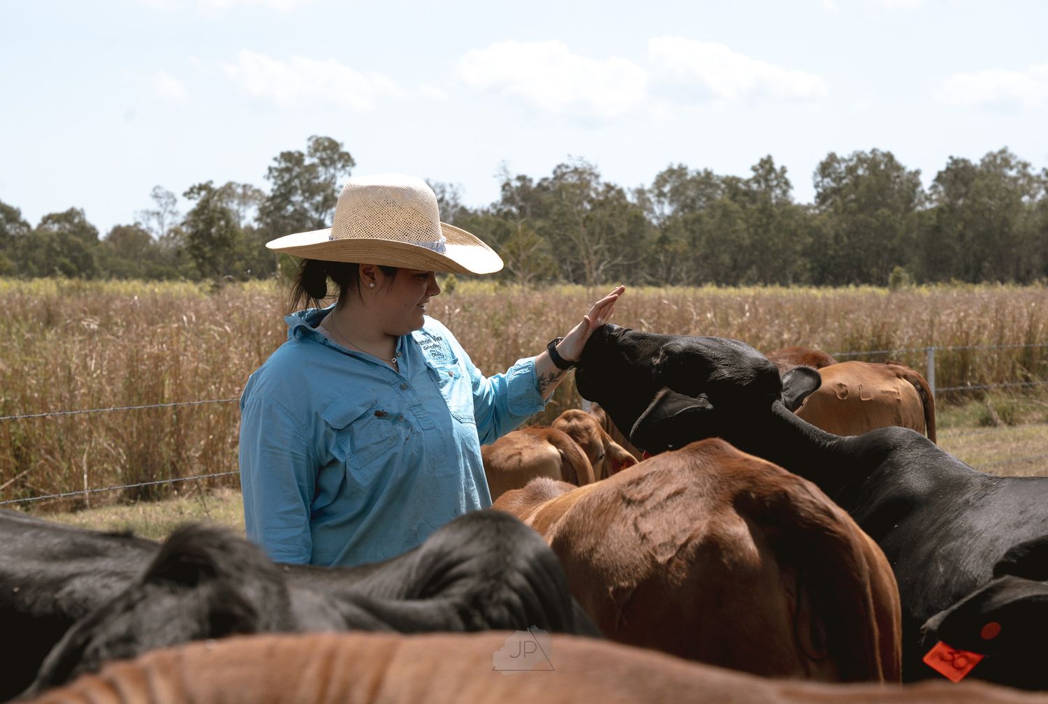 A series of connected images showing horses and riders in a rural outdoor setting during daytime.