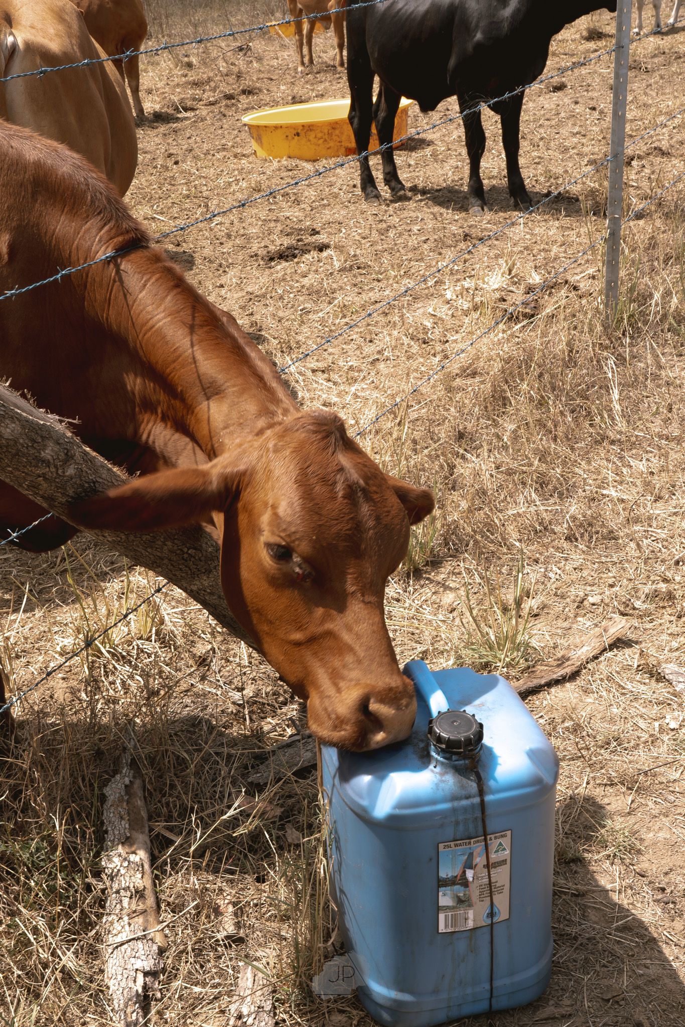 A brown calf drinks water from a light blue plastic container in a dry field.