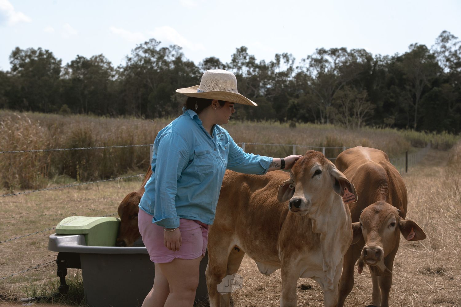 Person in cowboy hat tends to brown horses in a rural pasture setting with trees in the background.