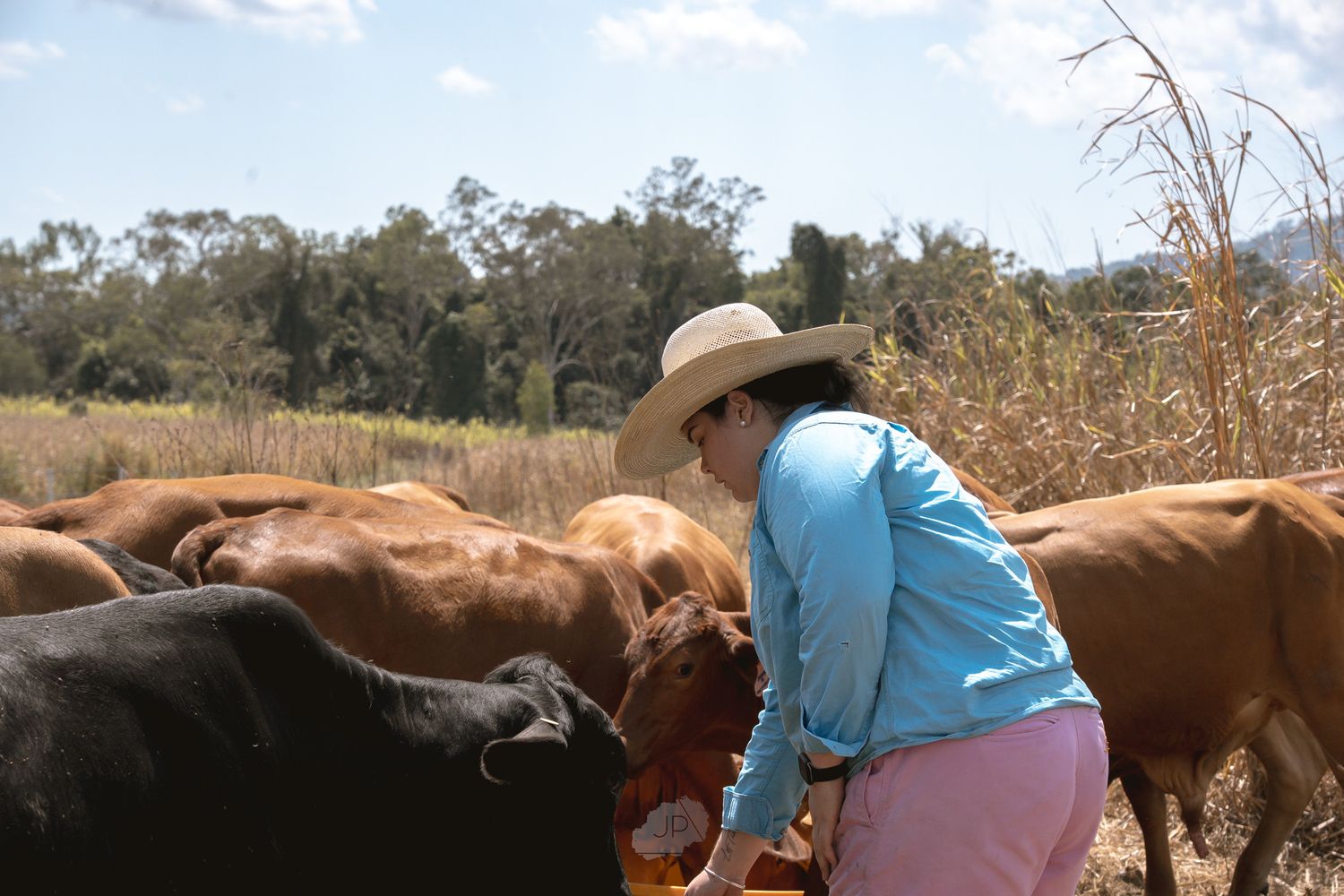 A series of images showing horses and people in a rural field setting under a bright blue sky.