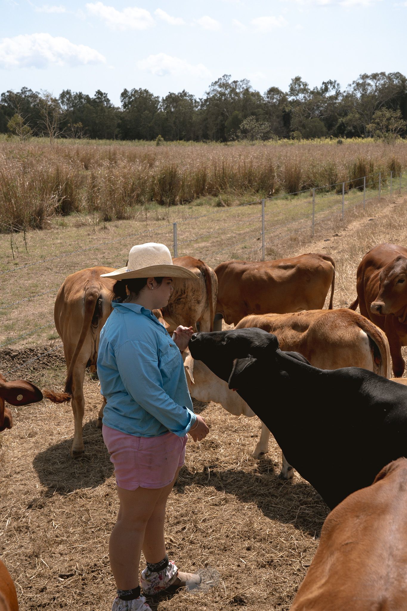 A series of images showing someone feeding and interacting with brown and white cows in a rural pasture setting.