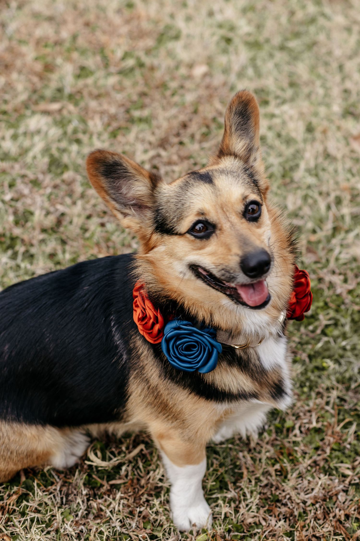 Smiling Corgi dog wearing colorful rose collar accessories. Alex Faye Photography Alex Faye Media Wedding Photographer Raleigh