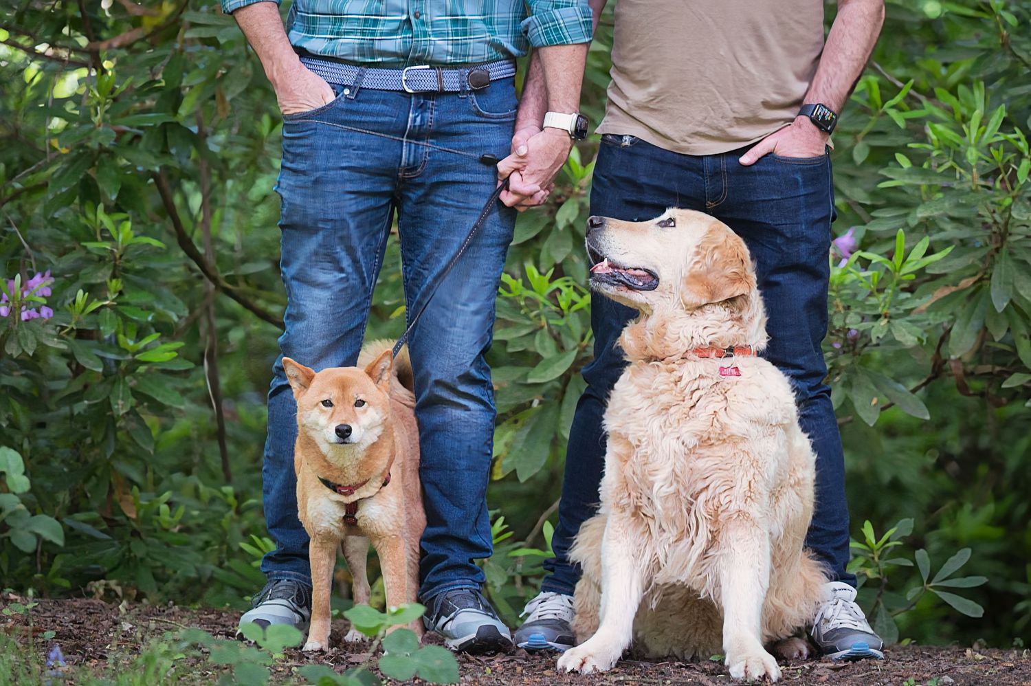 Pet portrait photography session, Virginia Water, Surrey