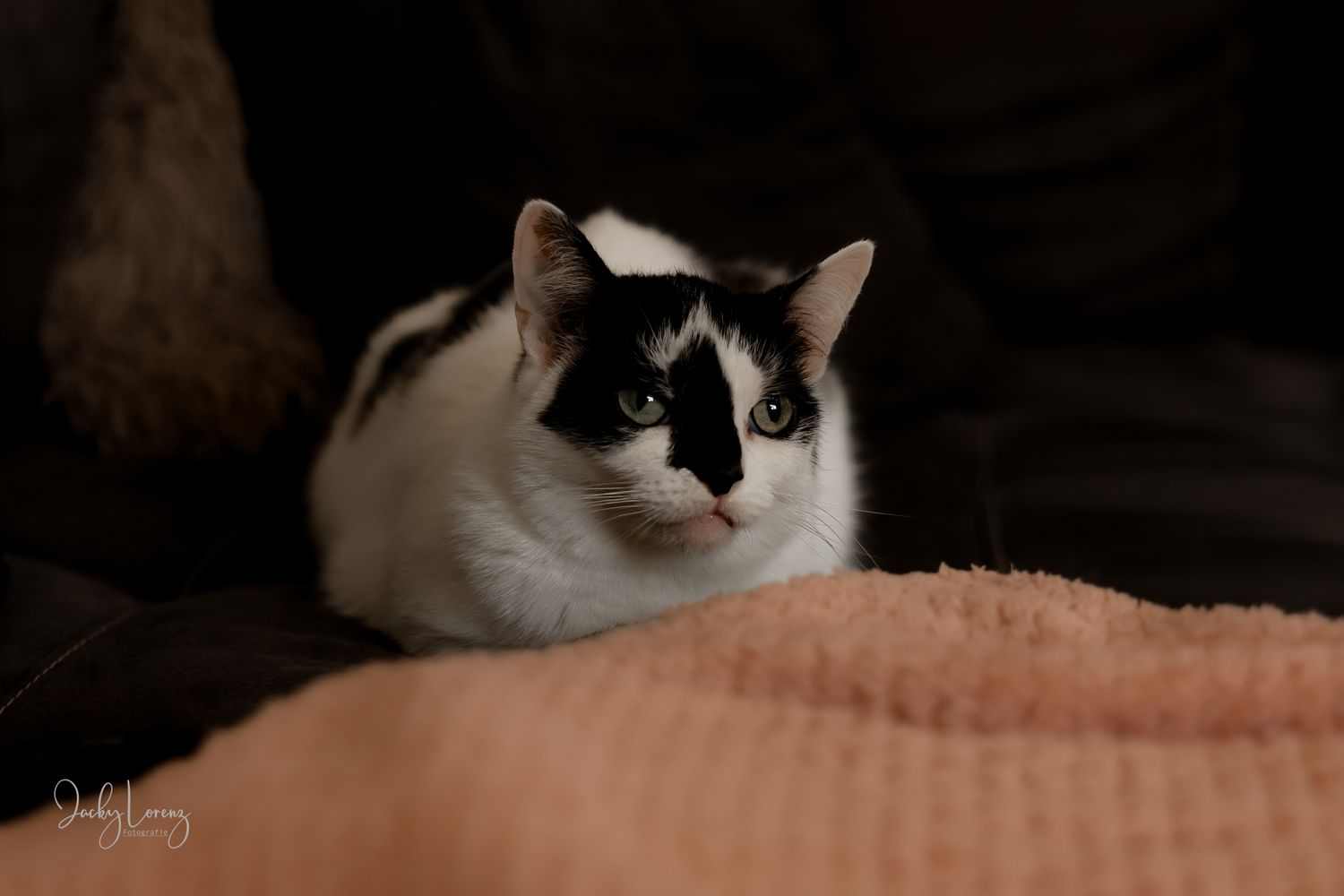Katzenshooting, Katzenfotografie Jacky Lorenz, Plaidt, Koblenz, Neuwied, Westerwald und Umgebung