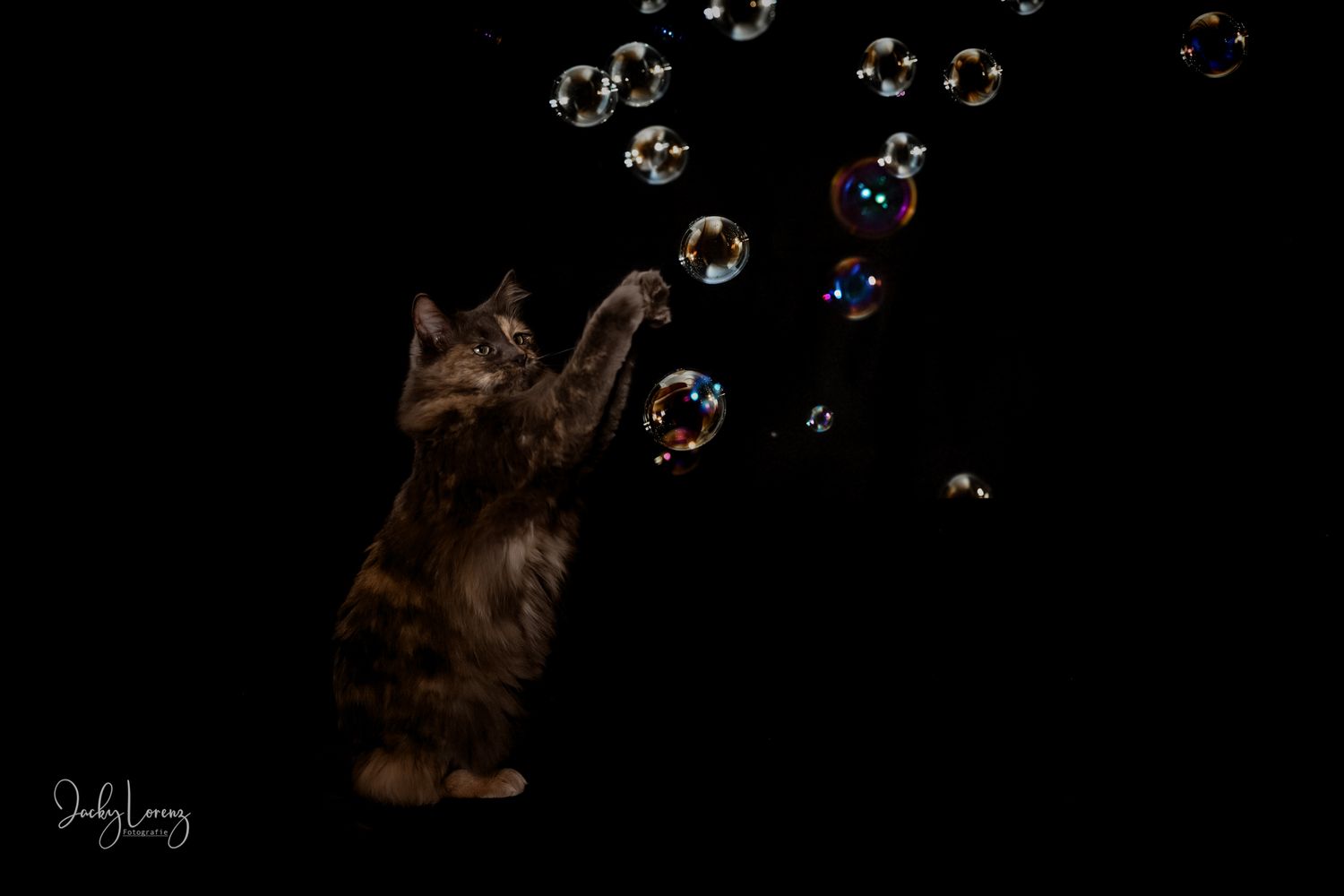 Katzenshooting, Katzenfotografie Jacky Lorenz, Plaidt, Koblenz, Neuwied, Westerwald und Umgebung