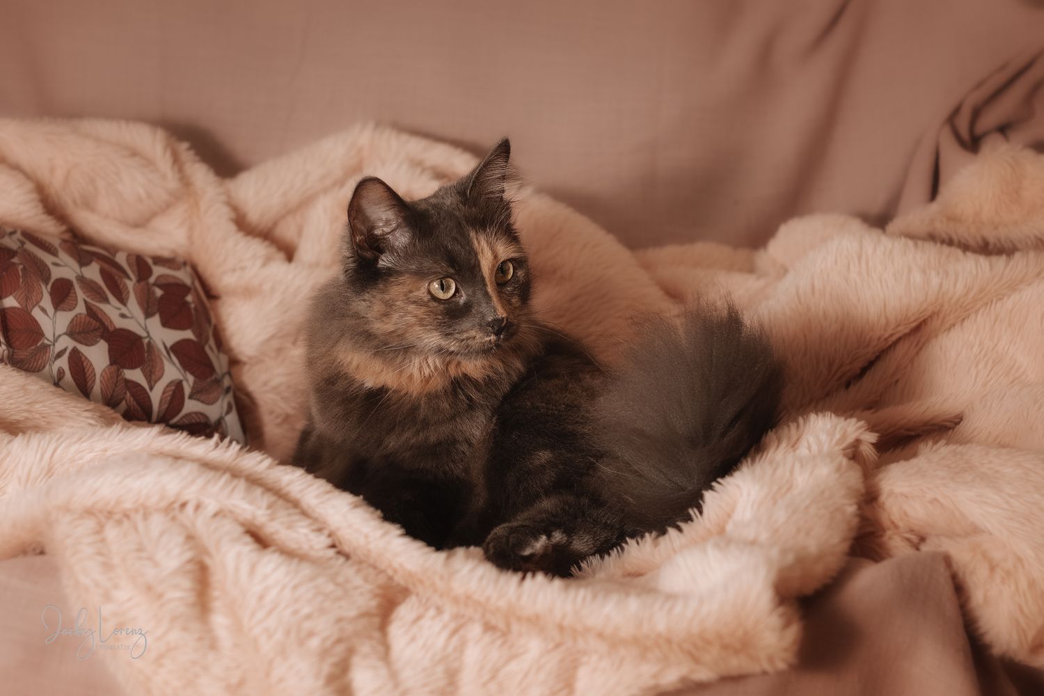 Katzenshooting, Katzenfotografie Jacky Lorenz, Plaidt, Koblenz, Neuwied, Westerwald und Umgebung
