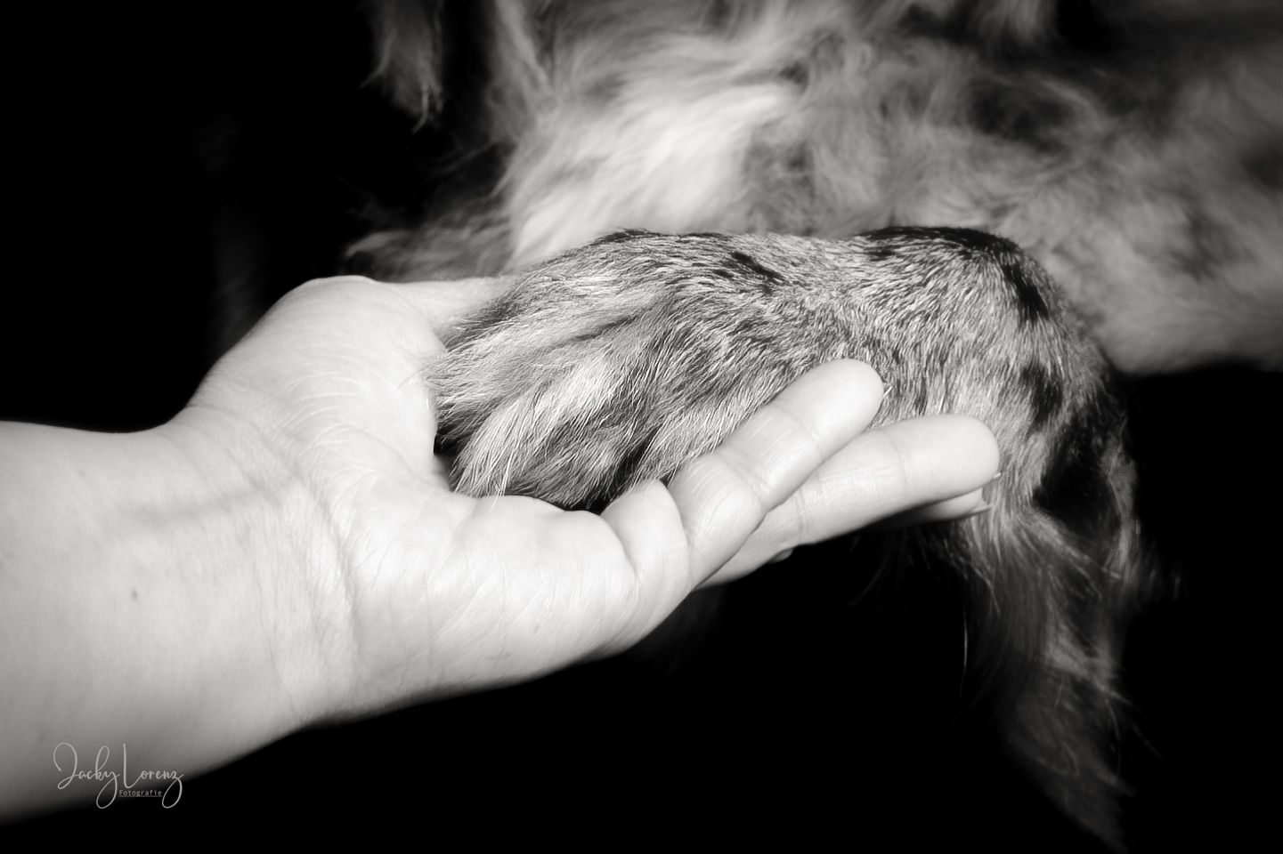 Hundeshooting, Hundefotografie Jacky Lorenz, Plaidt, Koblenz, Neuwied, Westerwald und Umgebung