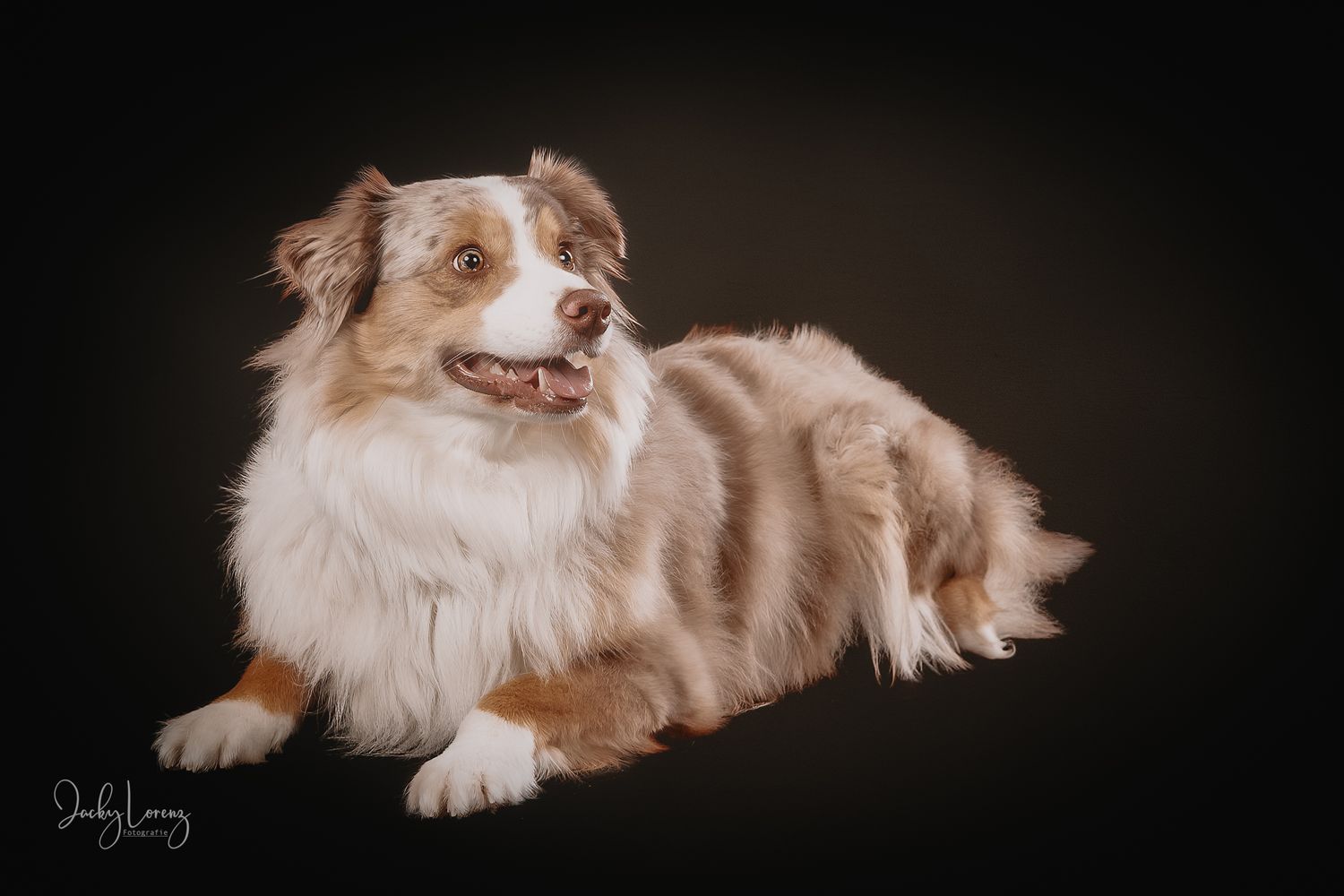 Australian Shepherd Portrait, Hundefotografie Jacky Lorenz Fotografie, Plaidt, Koblenz und Umgebung