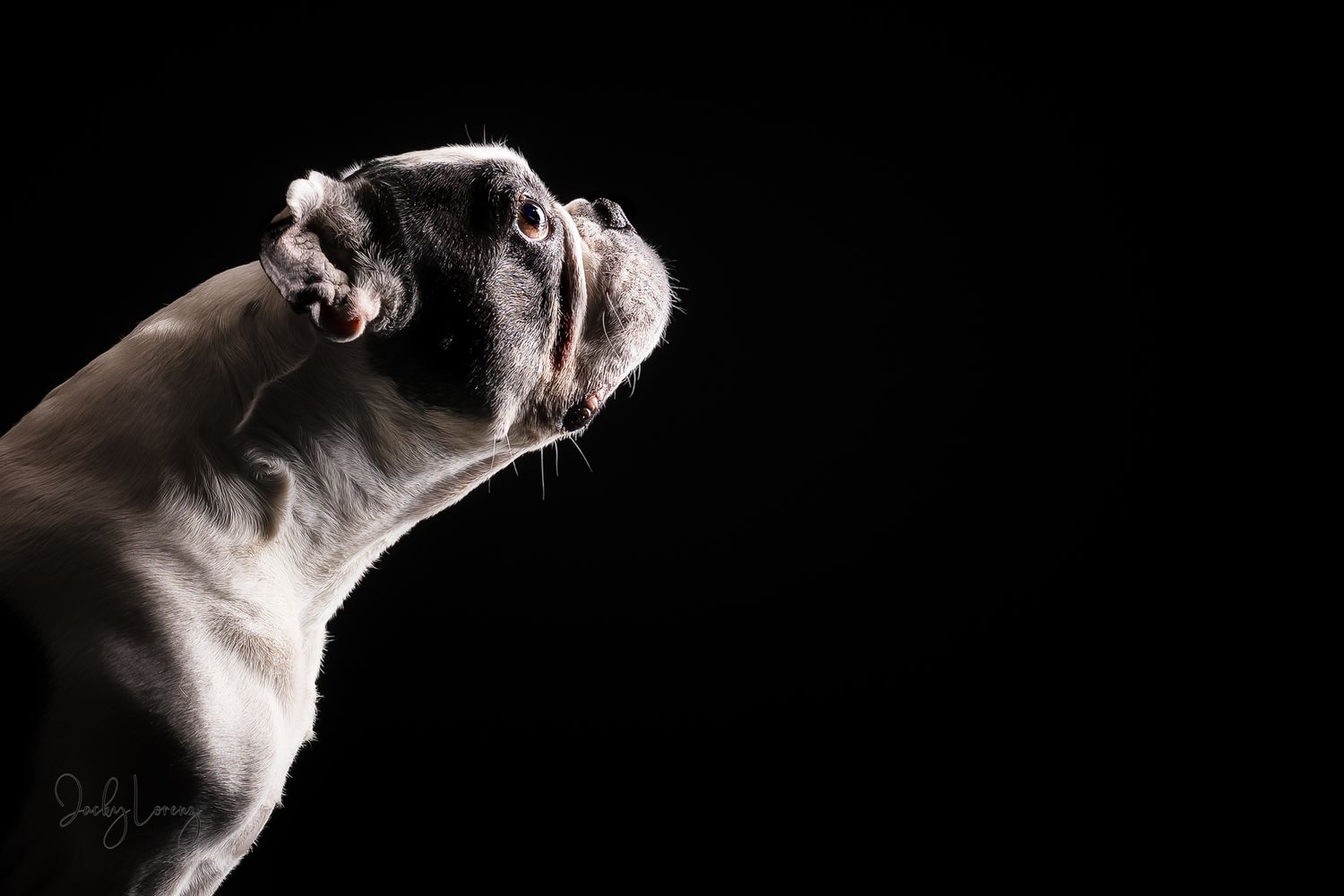 Französische Bulldogge, Hundeshooting, Hundefotografie Jacky Lorenz, Plaidt, Koblenz, Neuwied, Westerwald und Umgebung