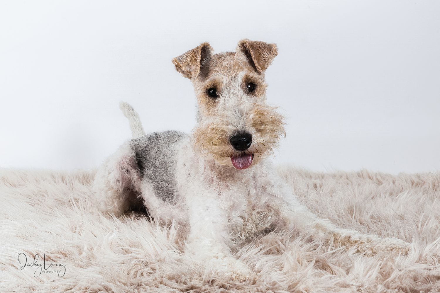 Fox Terrier, Hundeshooting, Hundefotografie Jacky Lorenz, Plaidt, Koblenz, Neuwied, Westerwald und Umgebung