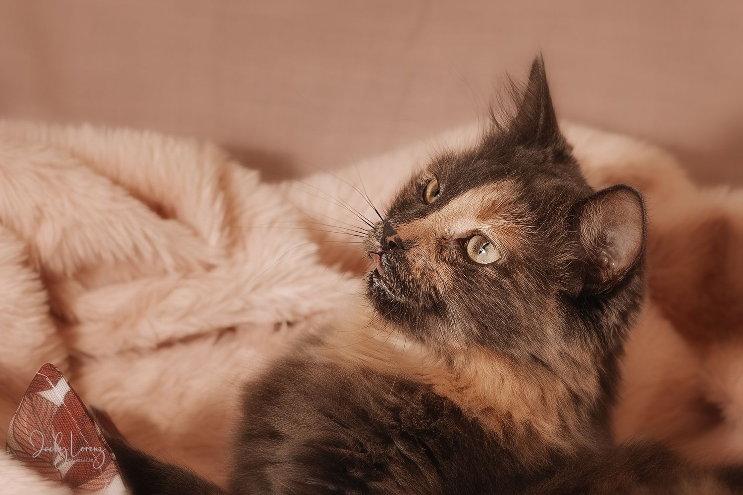 Katzenshooting, Katzenfotografie Jacky Lorenz, Plaidt, Koblenz, Neuwied, Westerwald und Umgebung