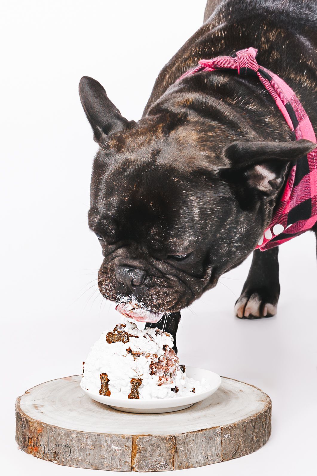 Französische Bulldogge, Hundeshooting, Hundefotografie Jacky Lorenz Fotografie, Plaidt, Koblenz und Umgebung
