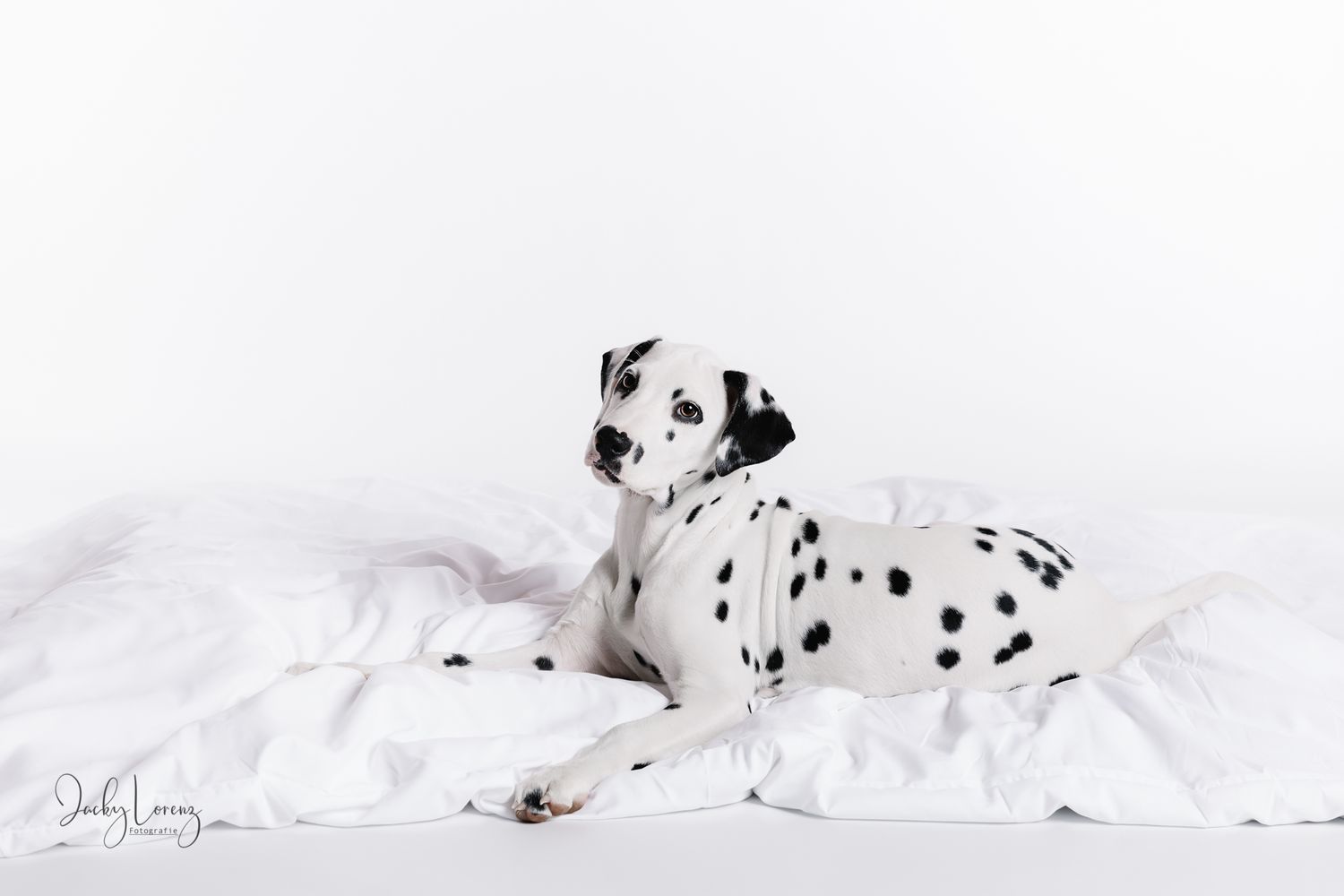 Dalmatiner, Hund, Portrait, Studio, Hundefotografie Jacky Lorenz, Plaidt, Neuwied und Umgebung