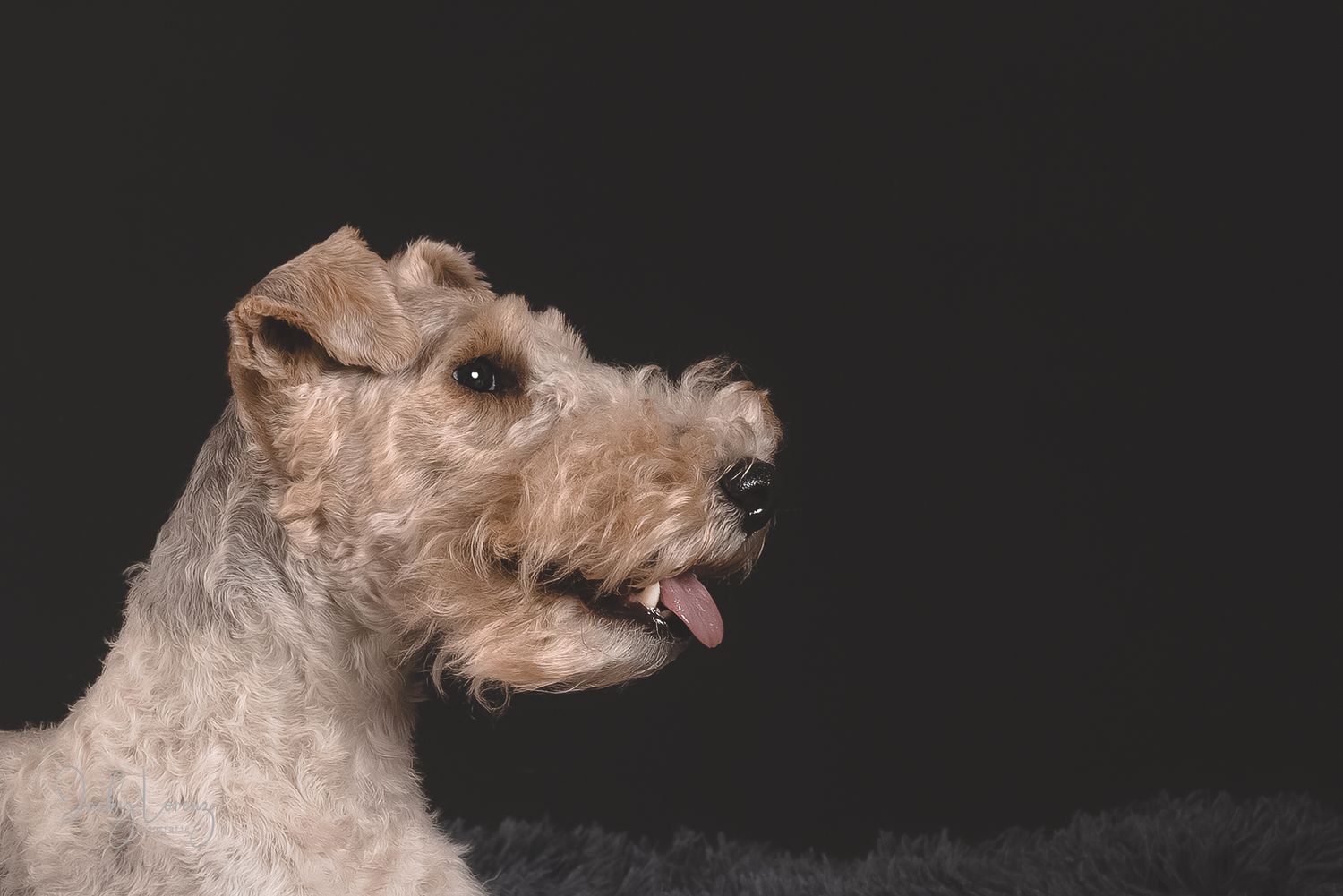 Fox Terrier, Hundeshooting, Hundefotografie Jacky Lorenz, Plaidt, Koblenz, Neuwied, Westerwald und Umgebung