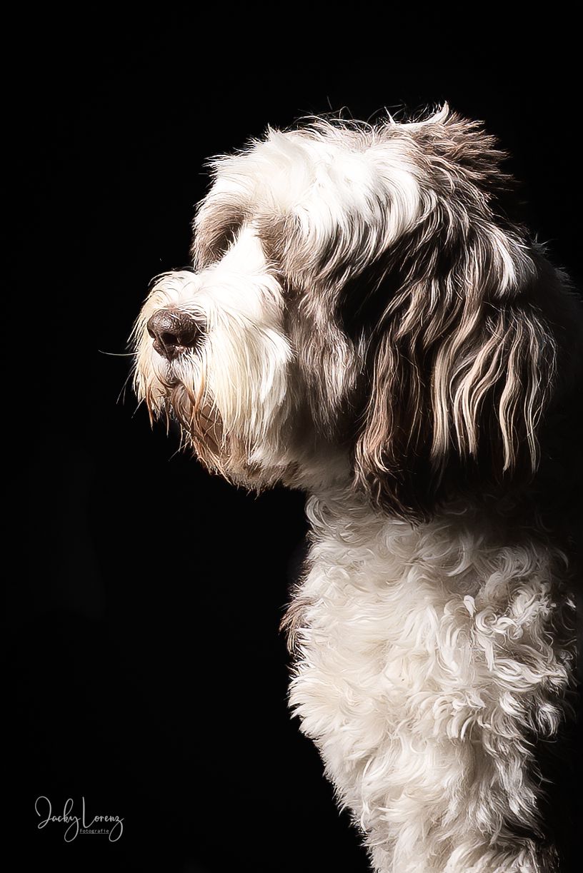Hundeshooting, Hundefotografie Jacky Lorenz, Plaidt, Koblenz, Neuwied, Westerwald und Umgebung