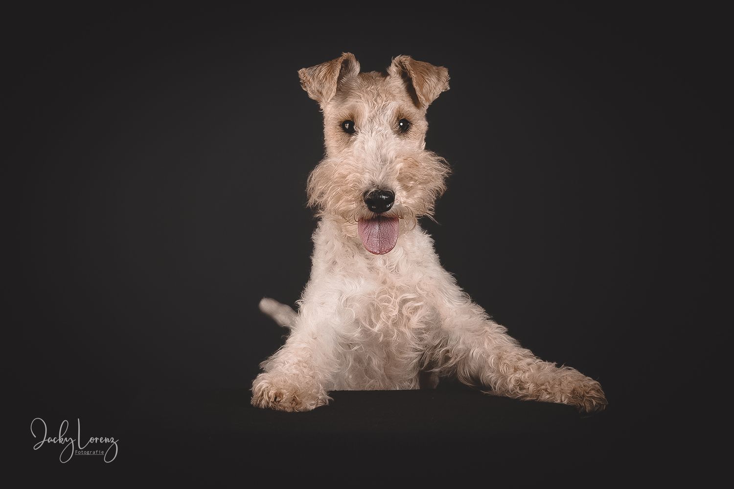 Fox Terrier, Hundeshooting, Hundefotografie Jacky Lorenz, Plaidt, Koblenz, Neuwied, Westerwald und Umgebung