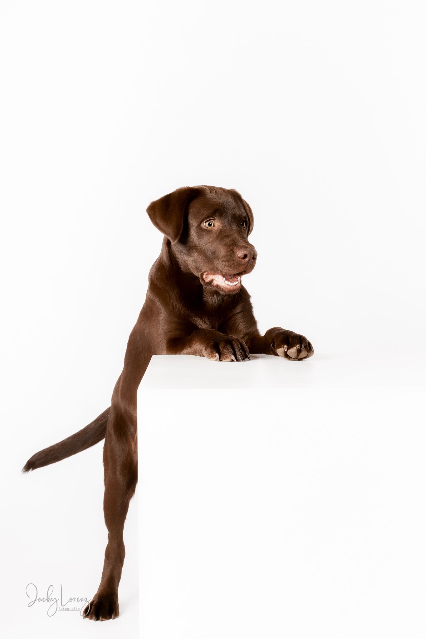 Chocolate Labrador,  Hundeshooting, Hundefotografie Jacky Lorenz Fotografie, Plaidt, Koblenz und Umgebung
