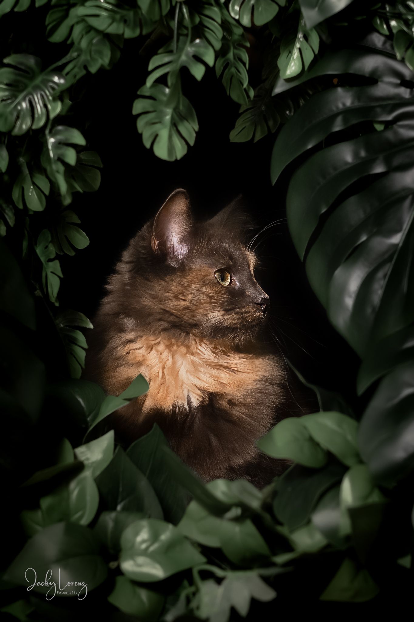 Katzenshooting, Katzenfotografie Jacky Lorenz, Plaidt, Koblenz, Neuwied, Westerwald und Umgebung