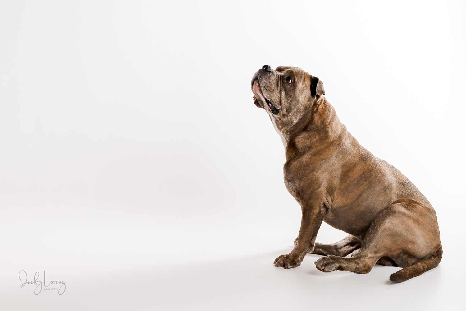Bullmastiff, Mischling, Hundeshooting, Hundefotografie Jacky Lorenz, Plaidt, Koblenz, Neuwied, Westerwald und Umgebung
