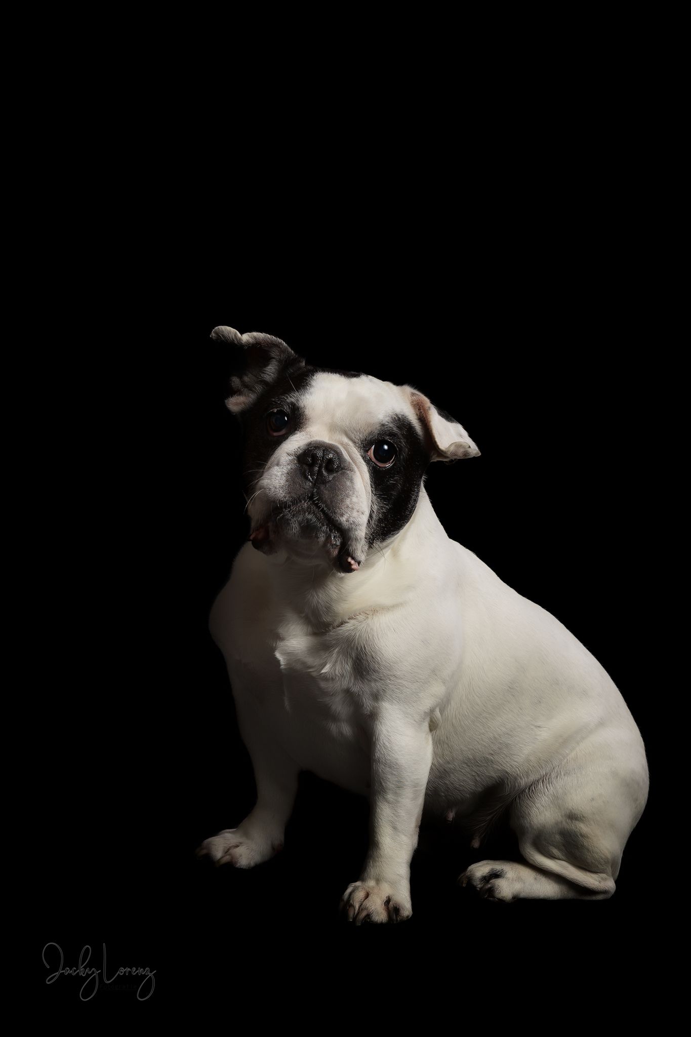 Französische Bulldogge, Hundeshooting, Hundefotografie Jacky Lorenz, Plaidt, Koblenz, Neuwied, Westerwald und Umgebung