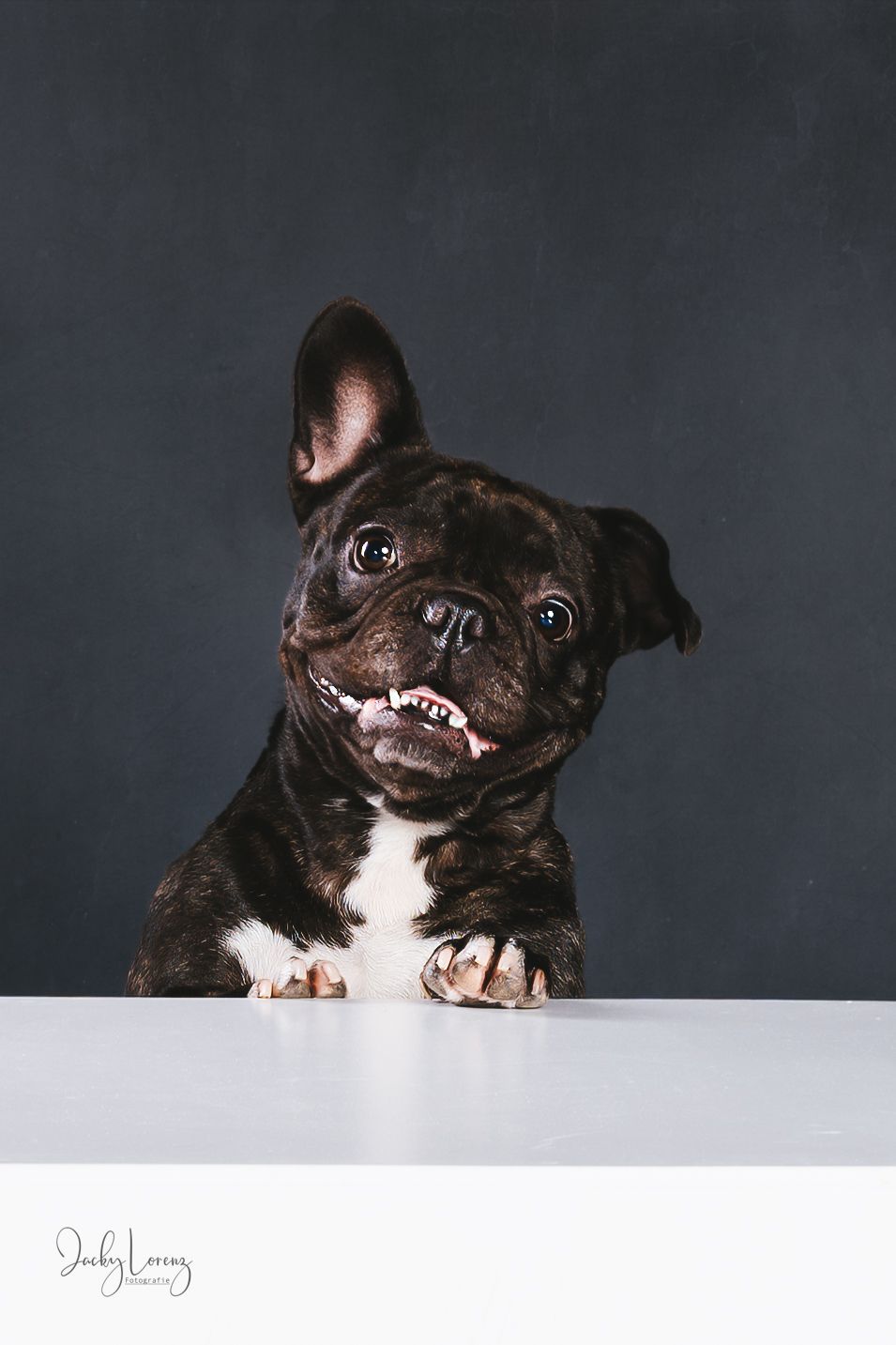 Französische Bulldogge, Portrait, Hundefotografie Jacky Lorenz, Plaidt, Neuwied und Umgebung