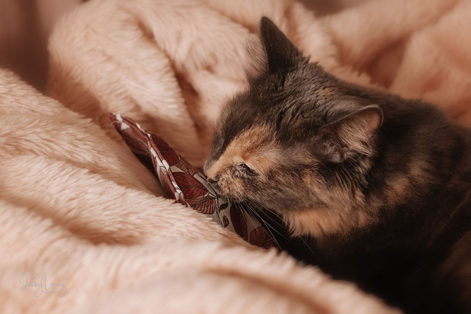 Katzenshooting, Katzenfotografie Jacky Lorenz, Plaidt, Koblenz, Neuwied, Westerwald und Umgebung